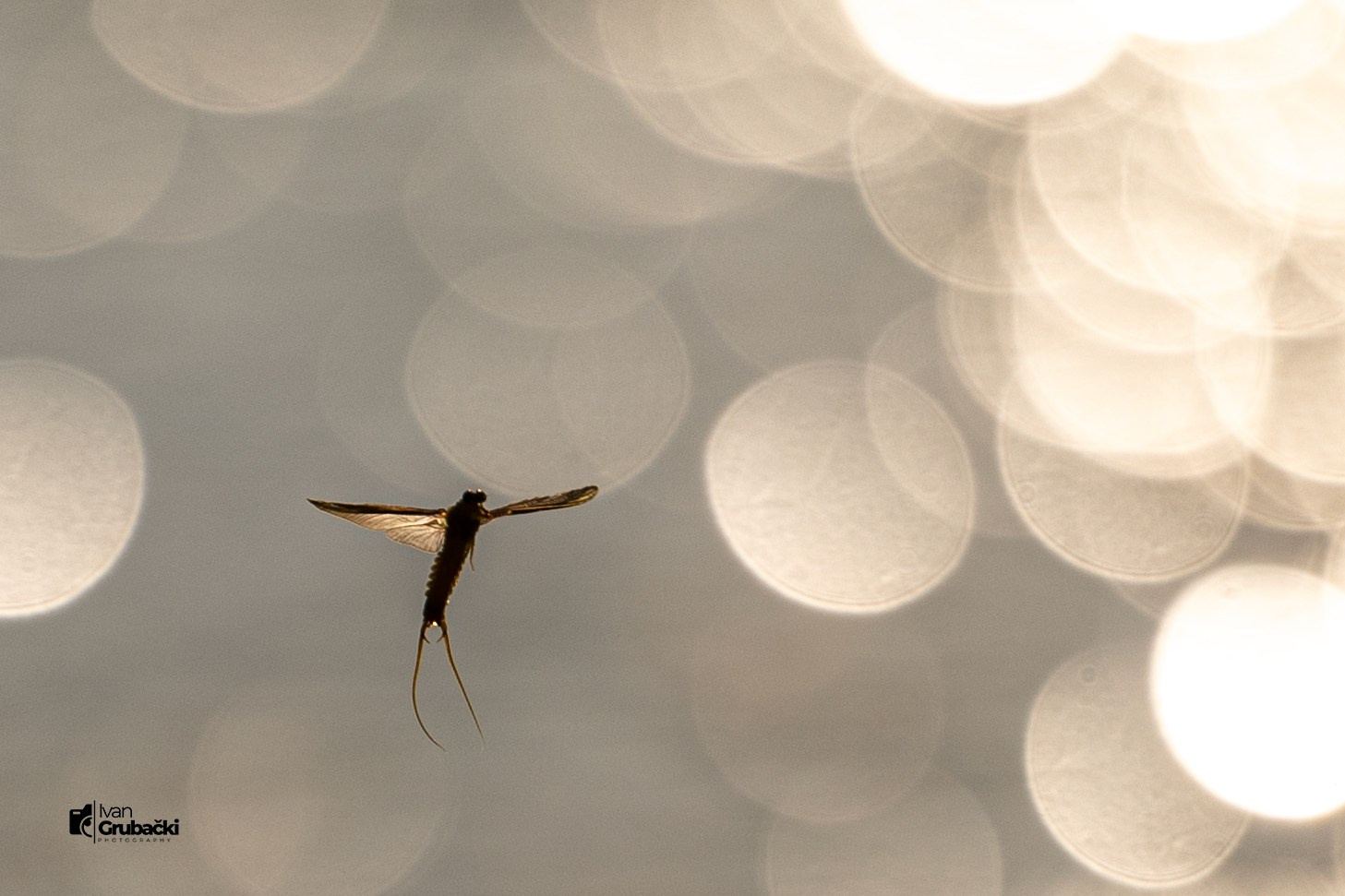 📸 Fotografisanje cvetanja Tise sa Foto klubom CD13. Fotograf Ivan Grubački