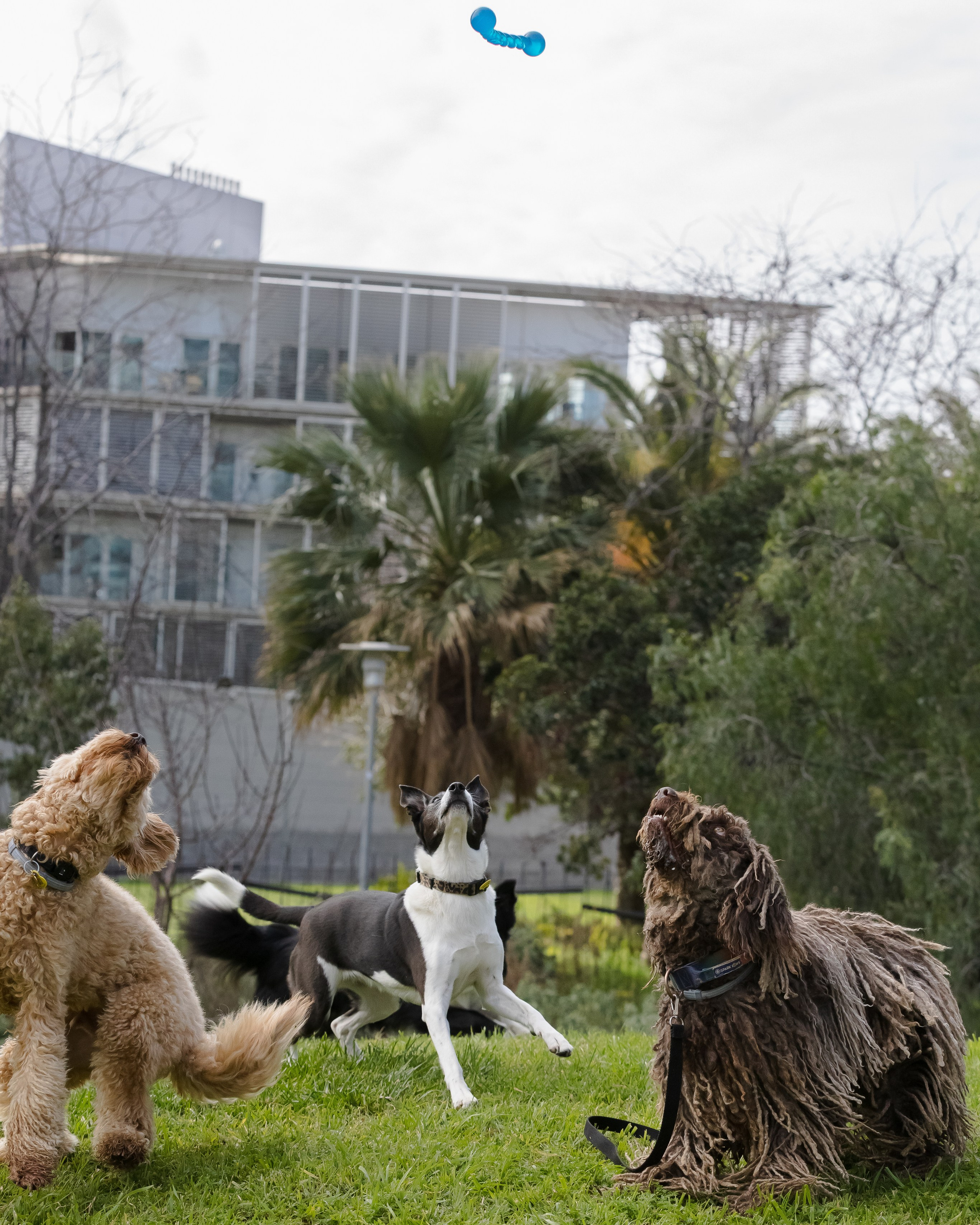 Pets. People & pet photographer based in Barcelona
