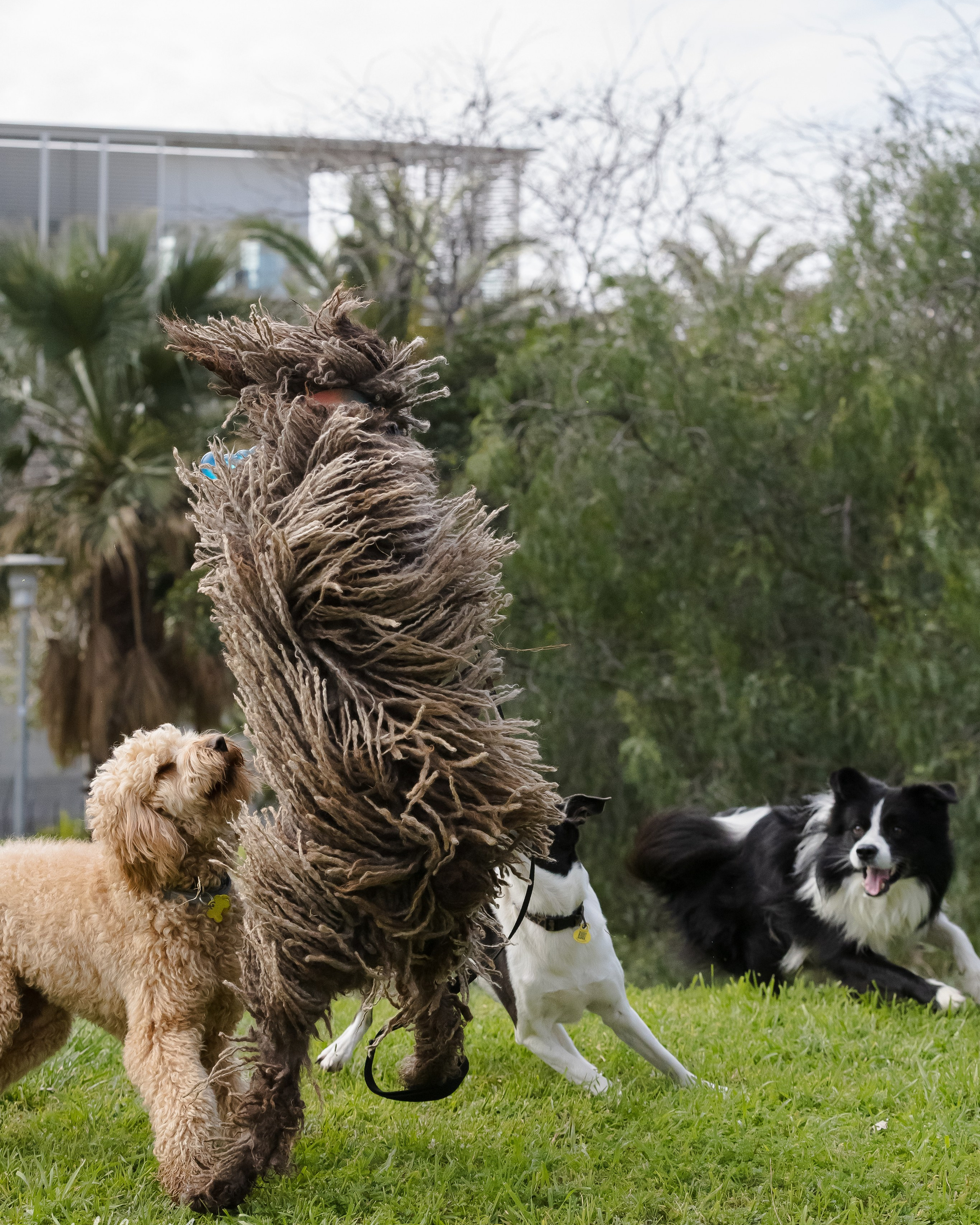 Pets. People & pet photographer based in Barcelona