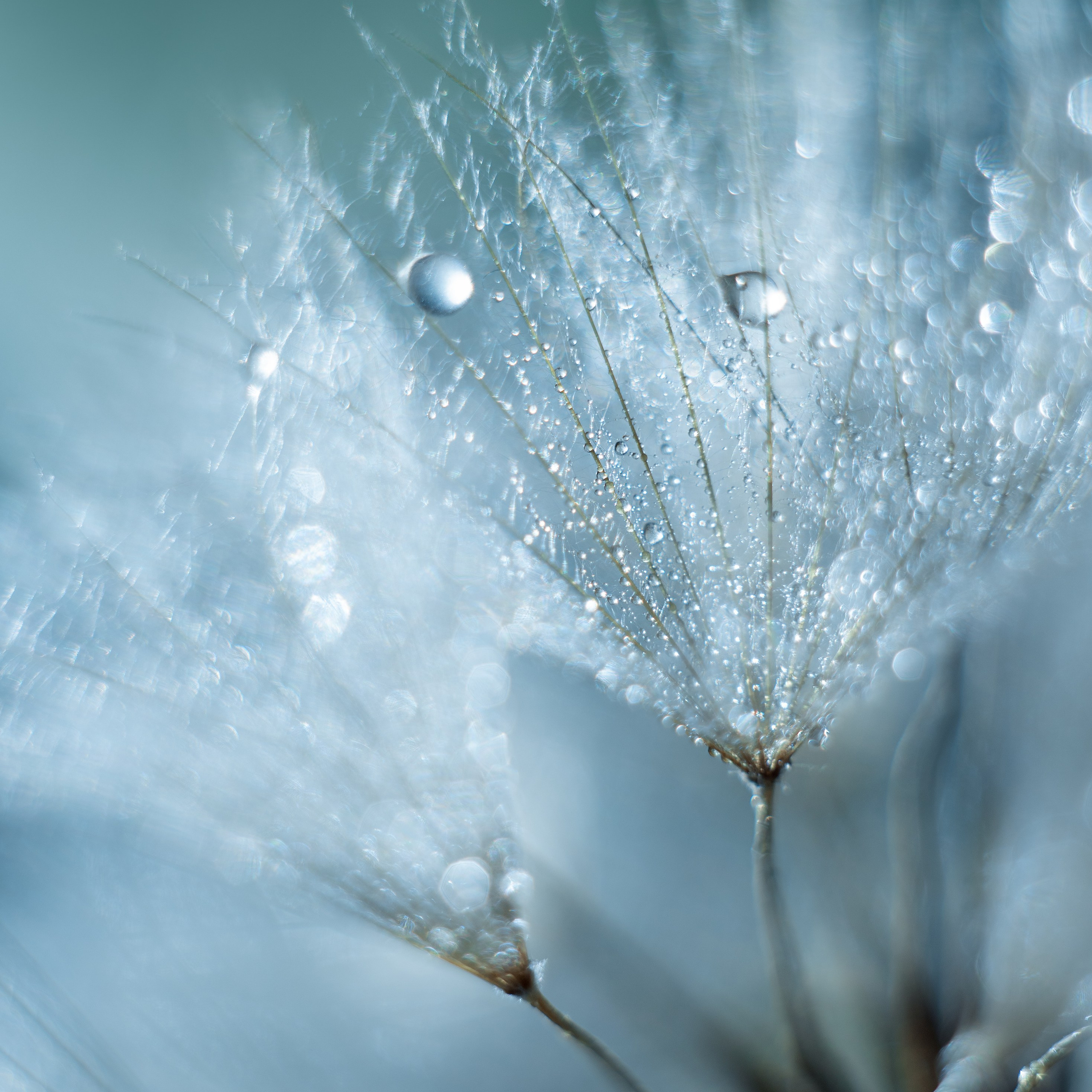 SHOP. Schwarz-weiß Fotografie in Münster. Fotografin Viktoria Roschen