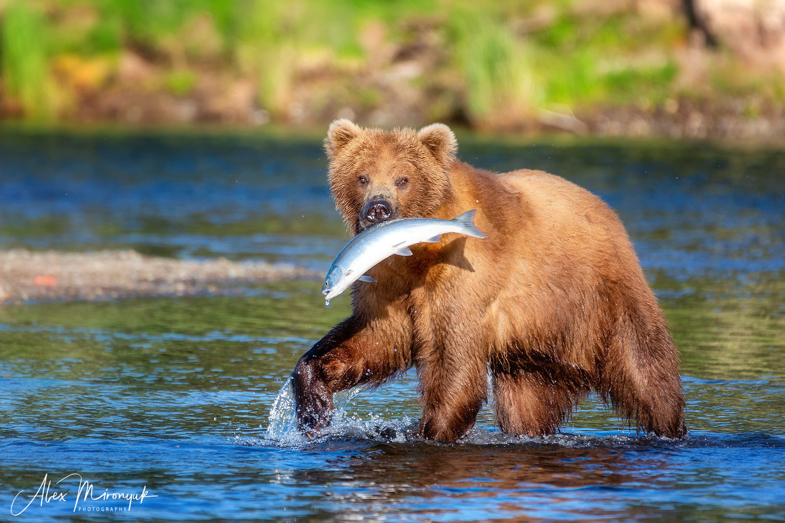 Alaska-2019. Alex Mironyuk Photography
