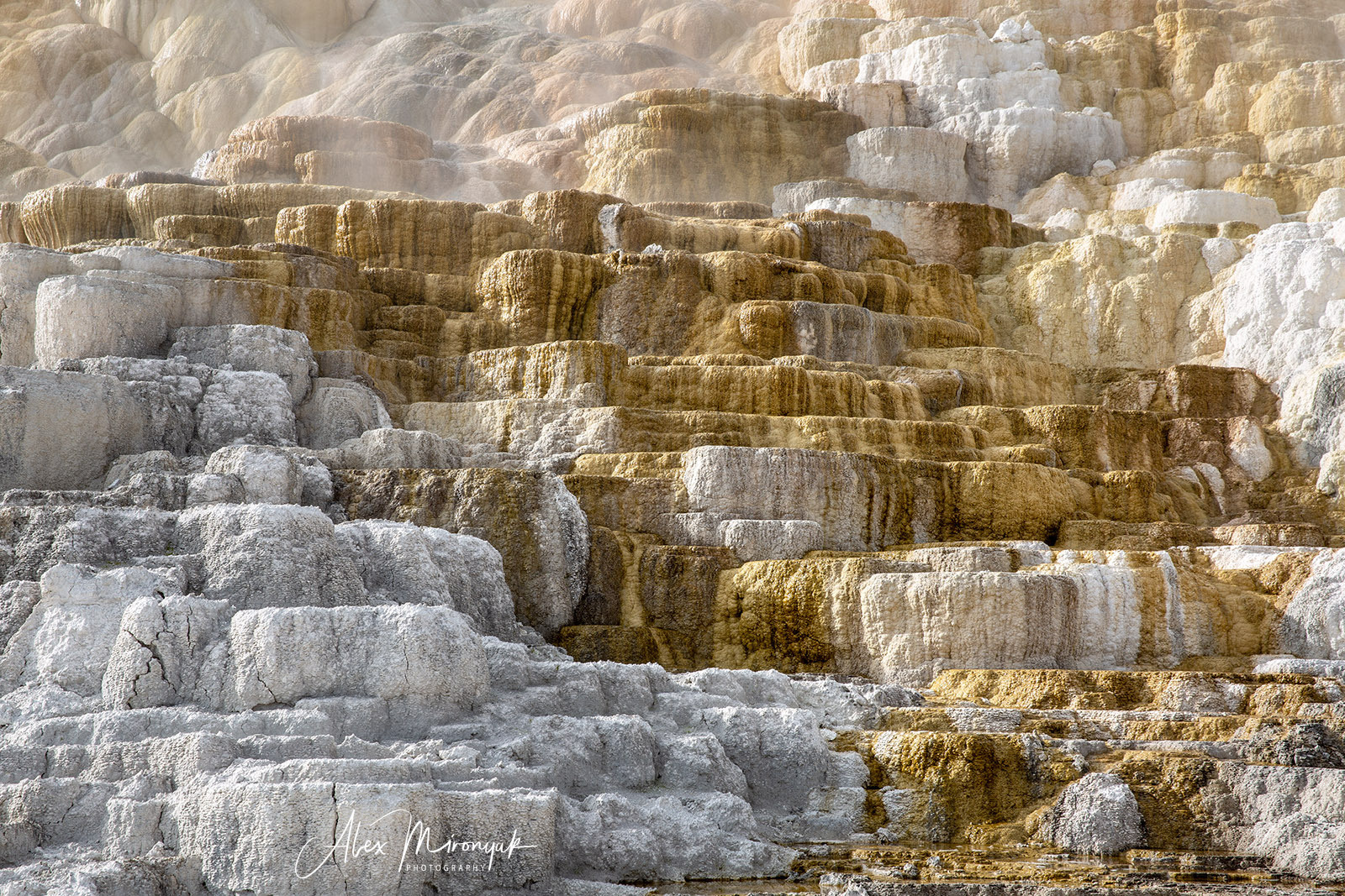 Yellowstone & Grand Teton. Pet, Senior, Landscape, portrait studio, photographer in Miami and Sou