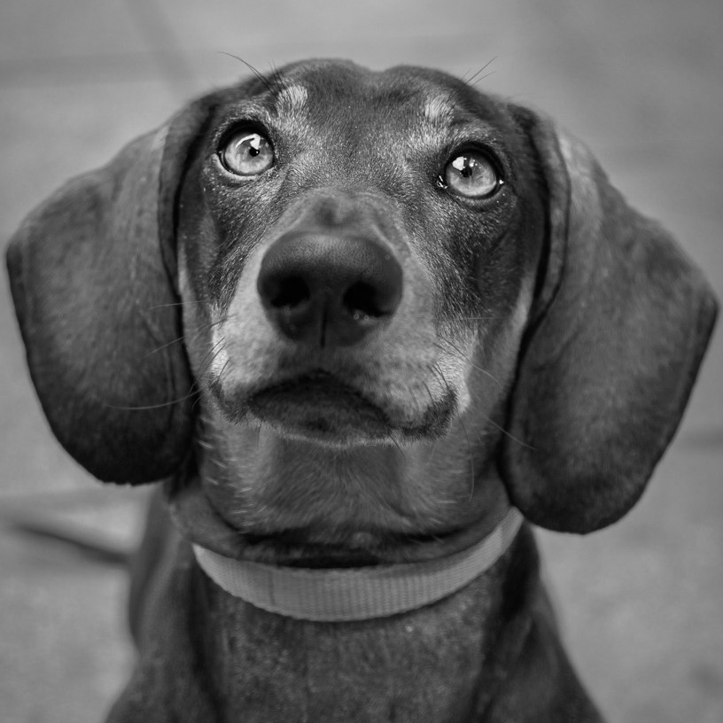 COMUNIONES. Fotos con huella, fotografía de perros y mascotas en Sevilla
