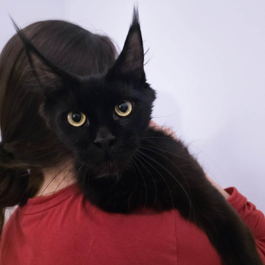 Senator Tessa. Senator Cat — Maine Coon cattery