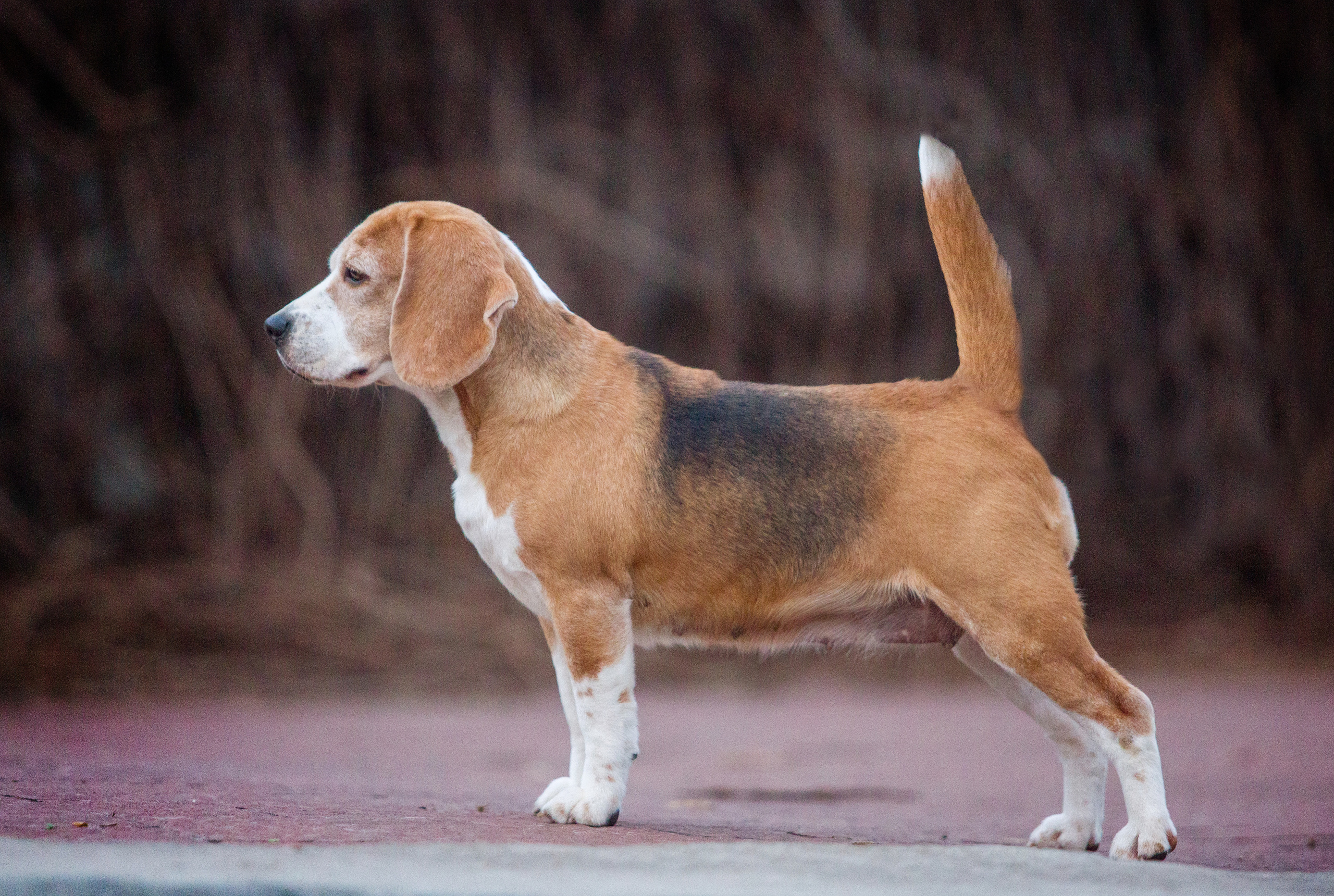 Саманта. Питомник биглей Selesta’s Dreams