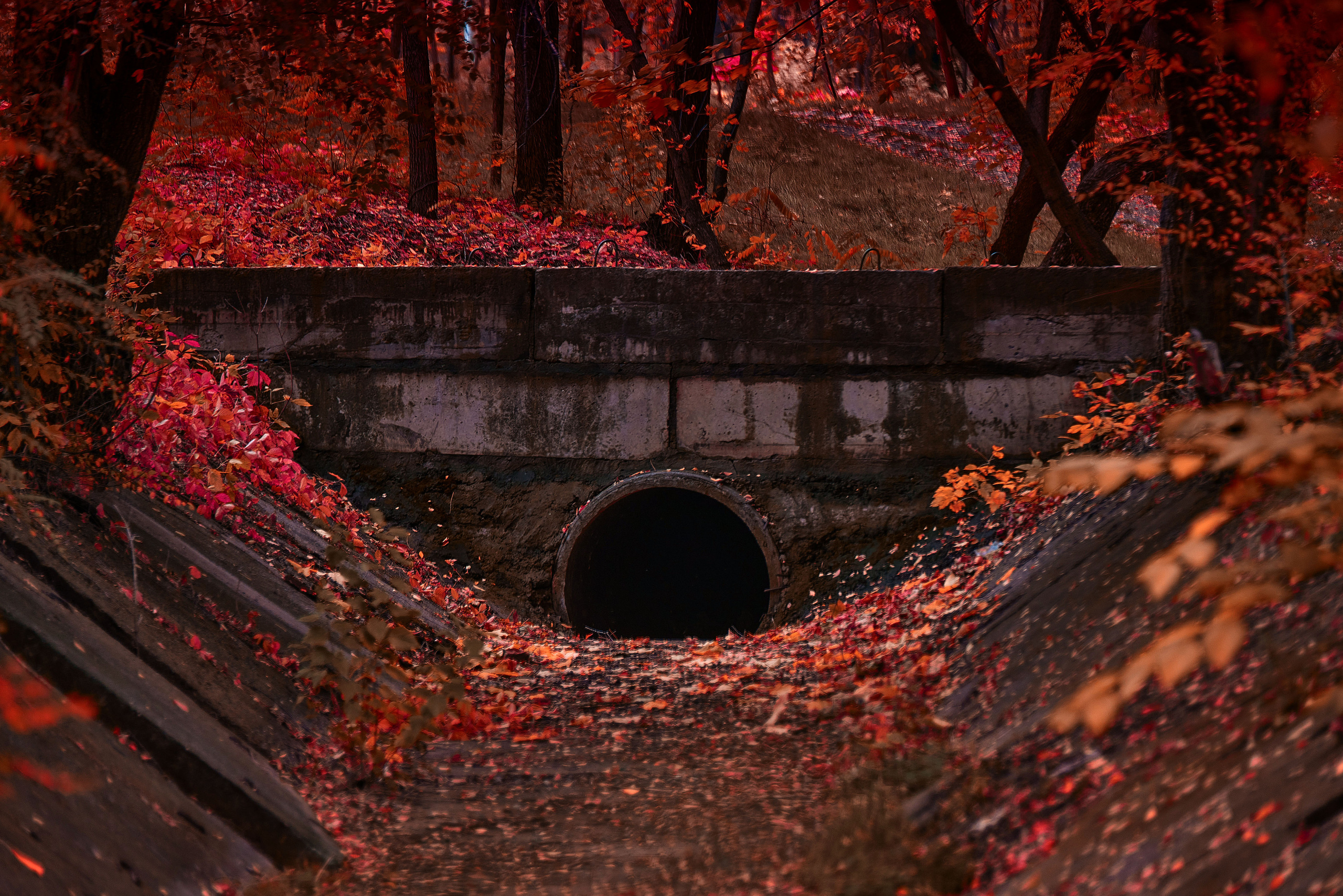 TOP 6% Contest «Red Color». Профессиональный Фотограф Халемонец Андрей в Кривой Рог Днепр Украина