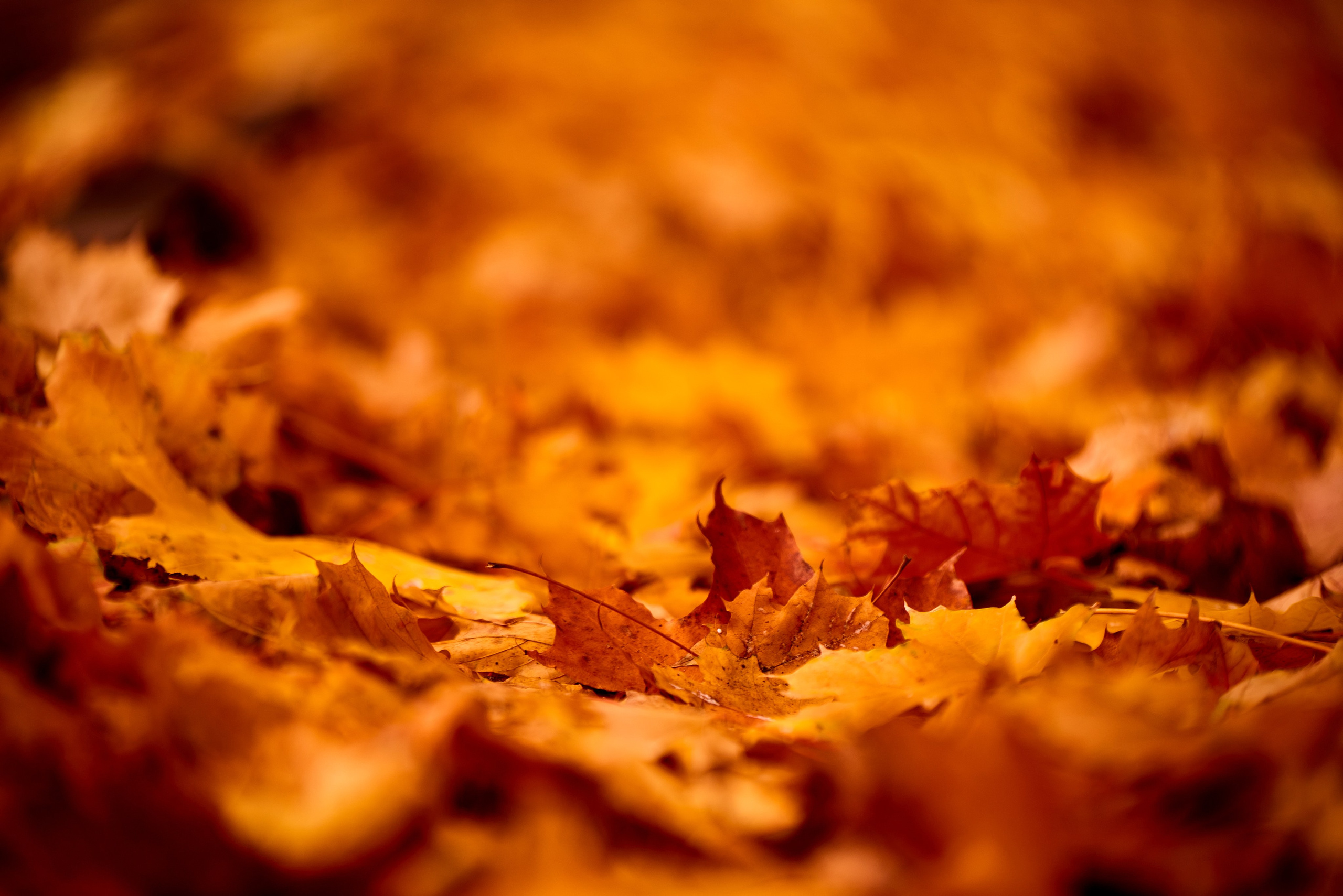 Магия Оранжевого. ТОР 3% Contest, TOP 3% Photographer 35 Awards. Профессиональный Фотограф Халемонец Андрей в Кривой Рог Днепр Украина