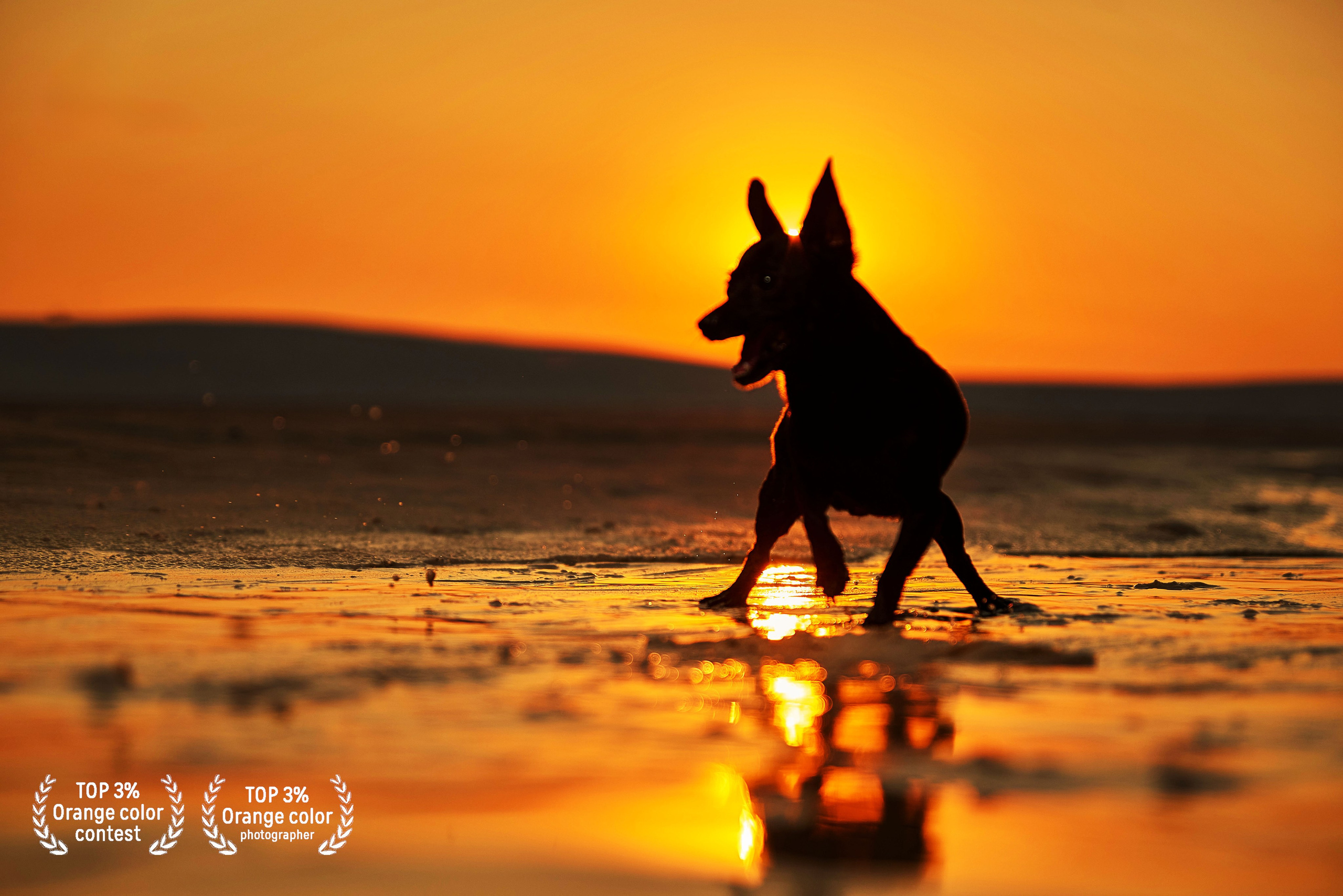 Магия Оранжевого. ТОР 3% Contest, TOP 3% Photographer 35 Awards. Профессиональный Фотограф Халемонец Андрей в Кривой Рог Днепр Украина