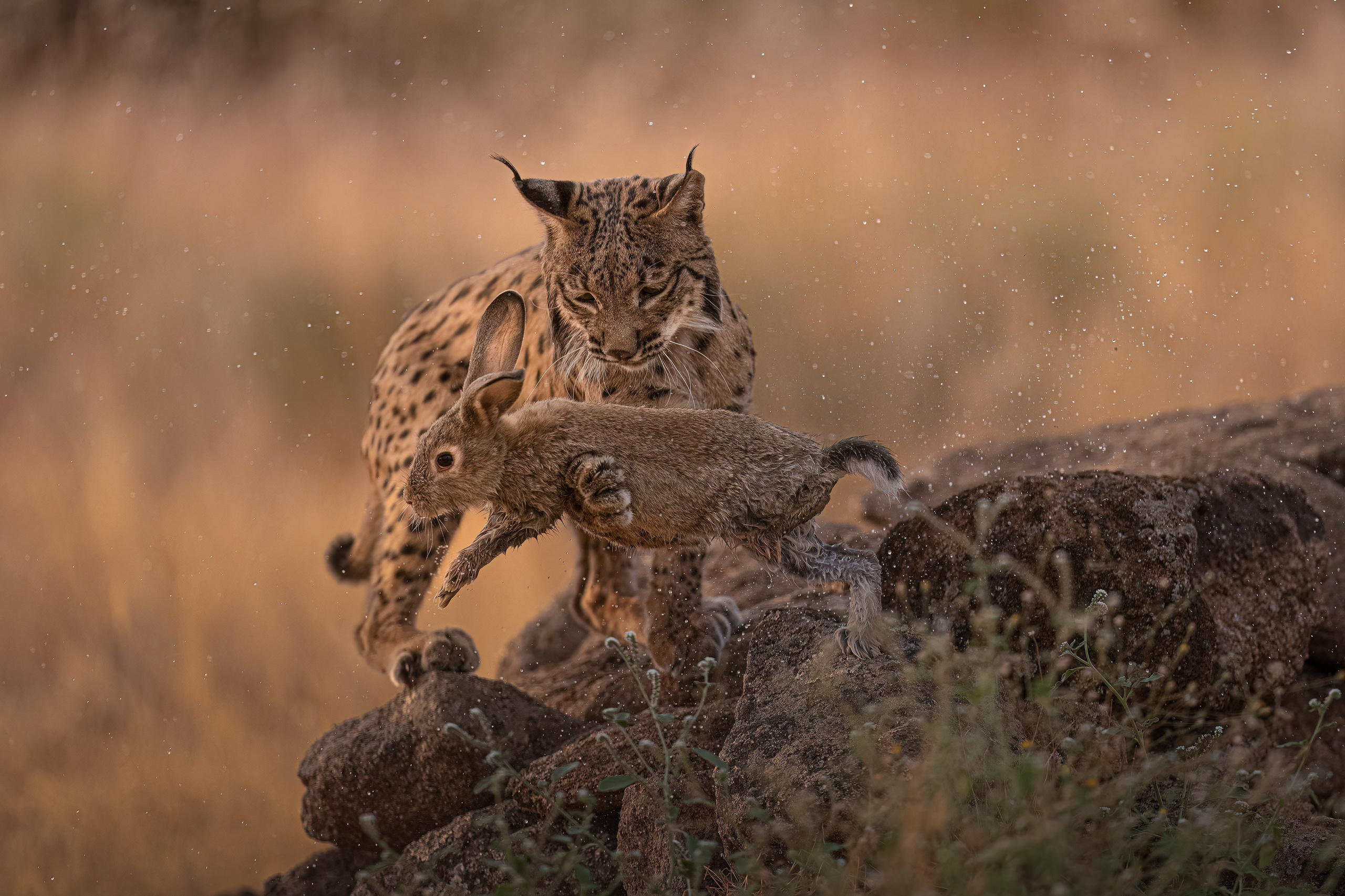 PRIVATE IMMERSIVE WILDLIFE WORKSHOP · SPAIN. Fine art wildlife photographer Alexandra Surkova