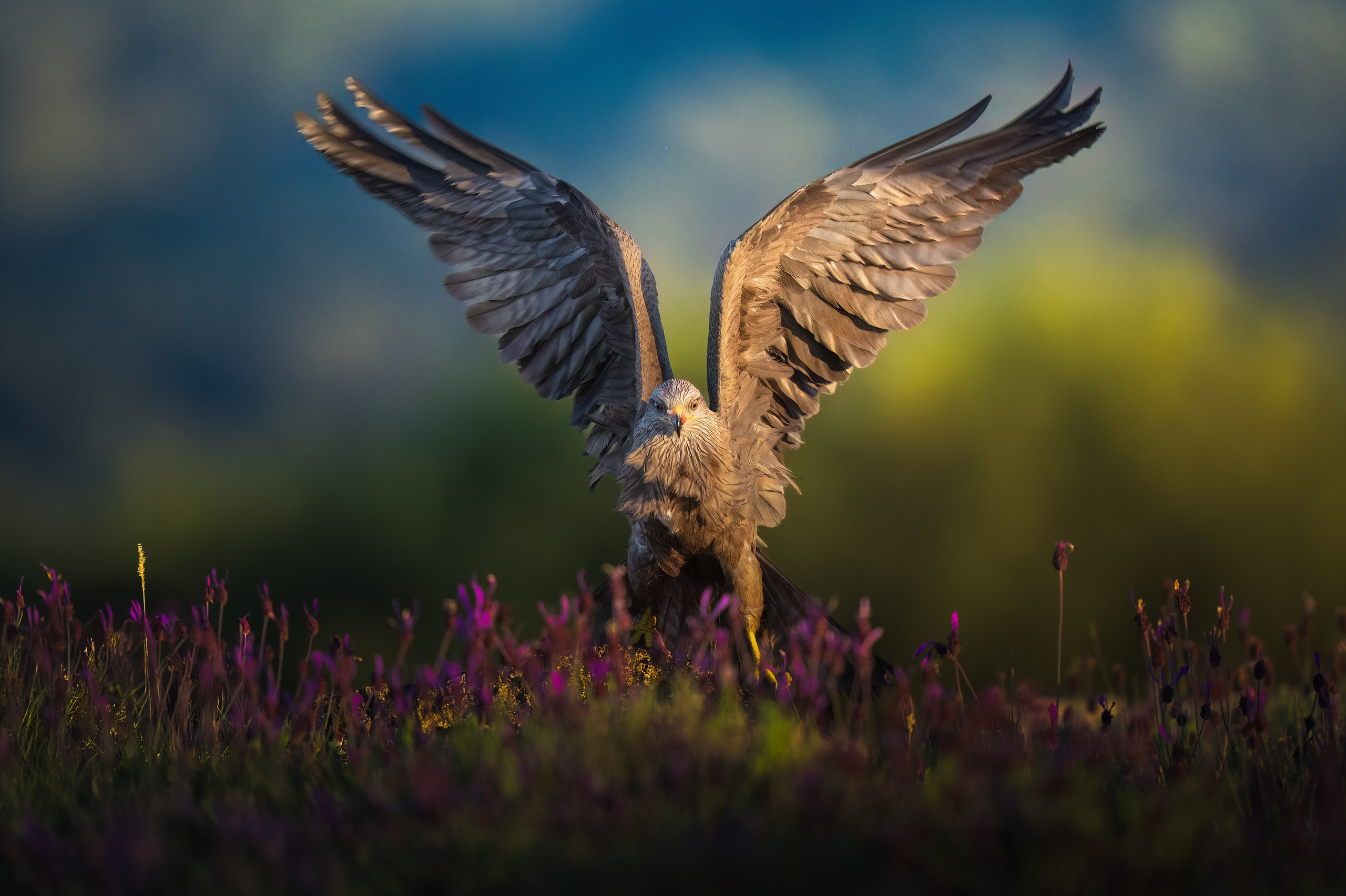 PRIVATE ONLINE EDITING WORKSHOP. Fine art wildlife photographer Alexandra Surkova