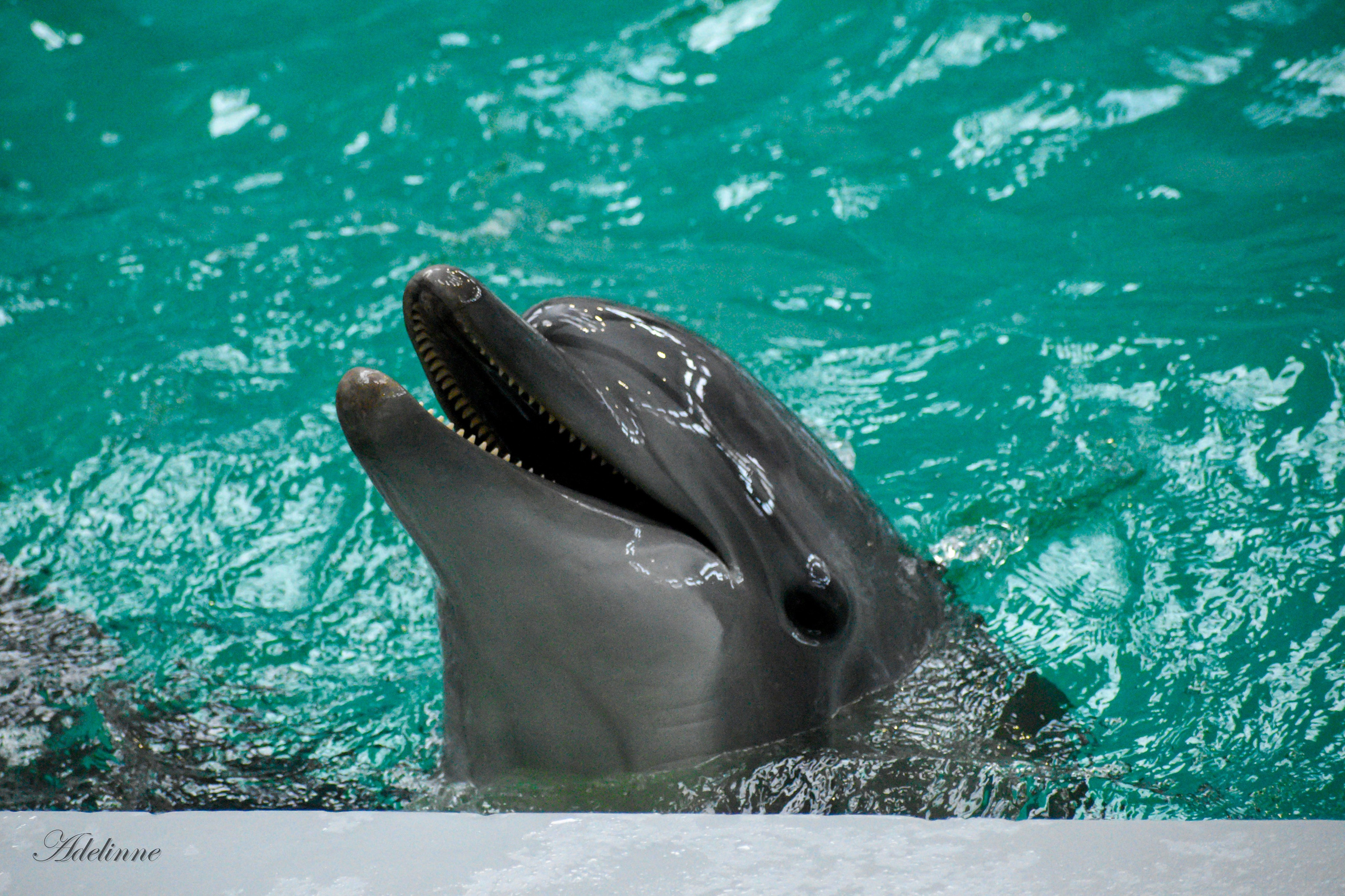 un delfin care zambeste, poza realizata la Delfinariu Constanta