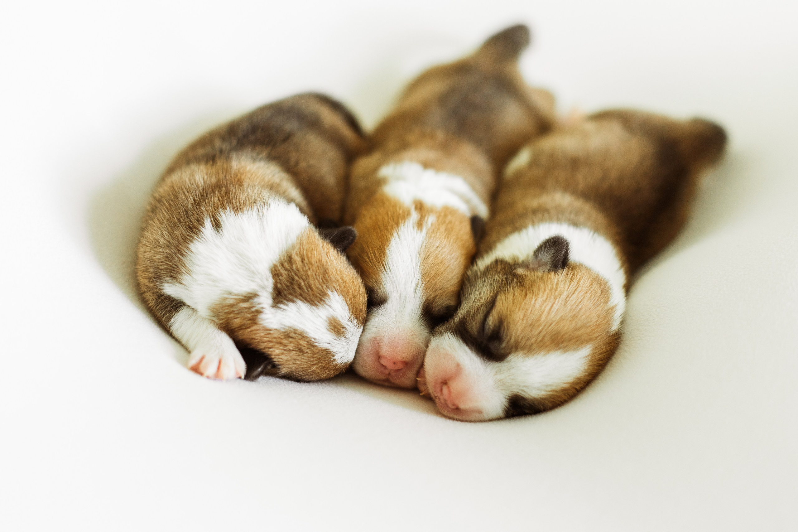Pennut / puppies. Nordsunfower