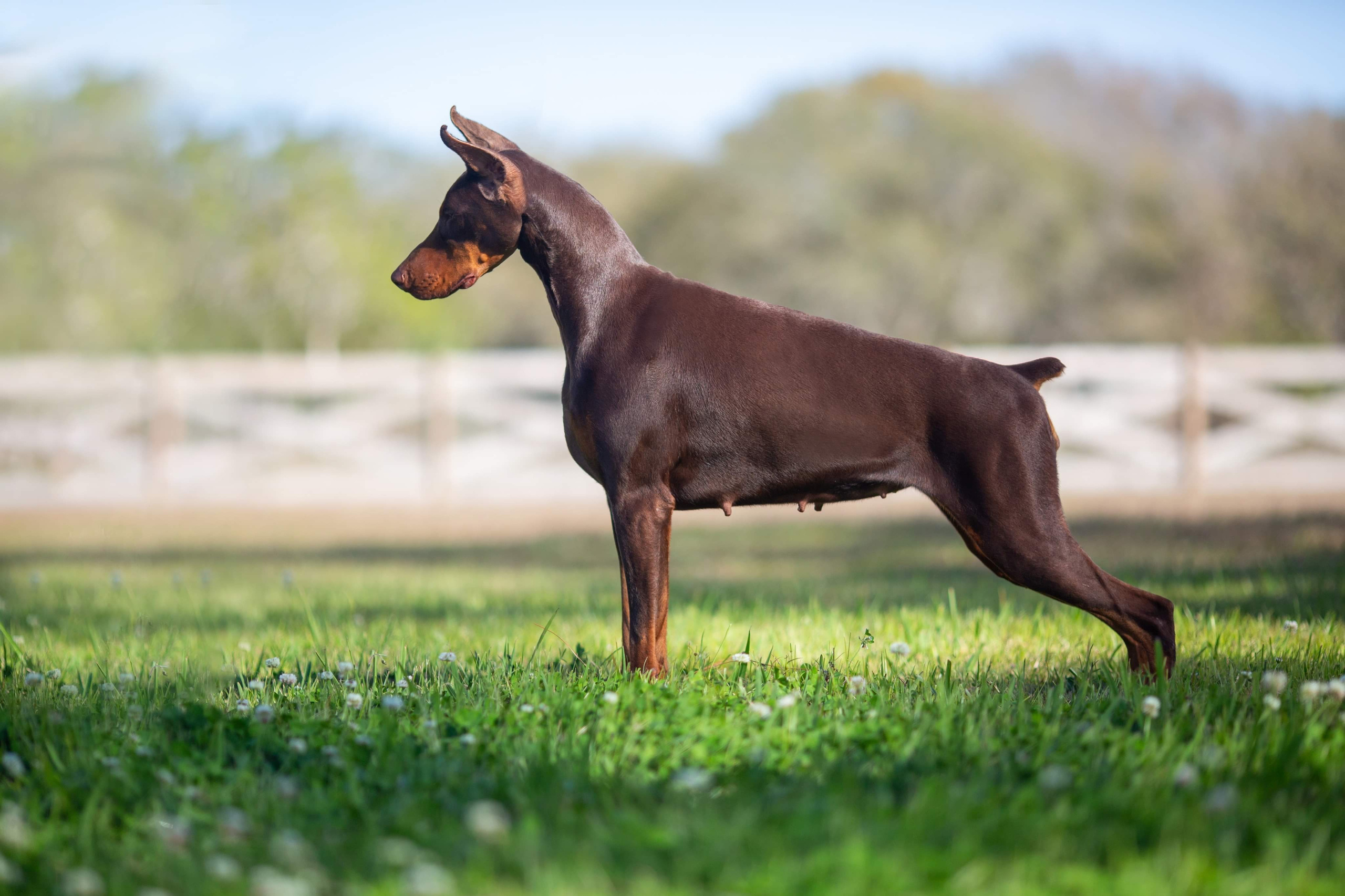 Kings & Queens. Spumanti Dobermans