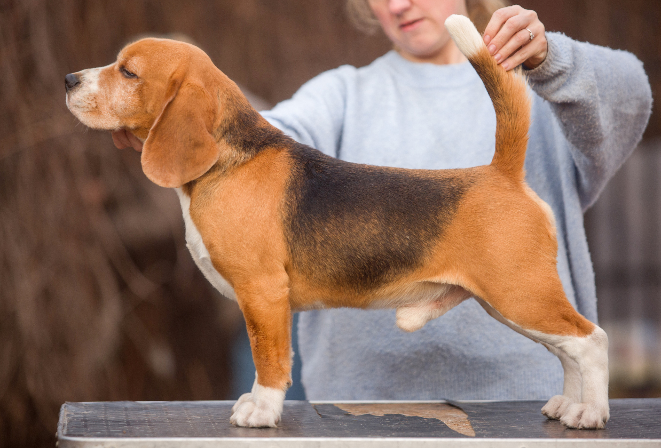 Принц. Розплідник біглей в Україні