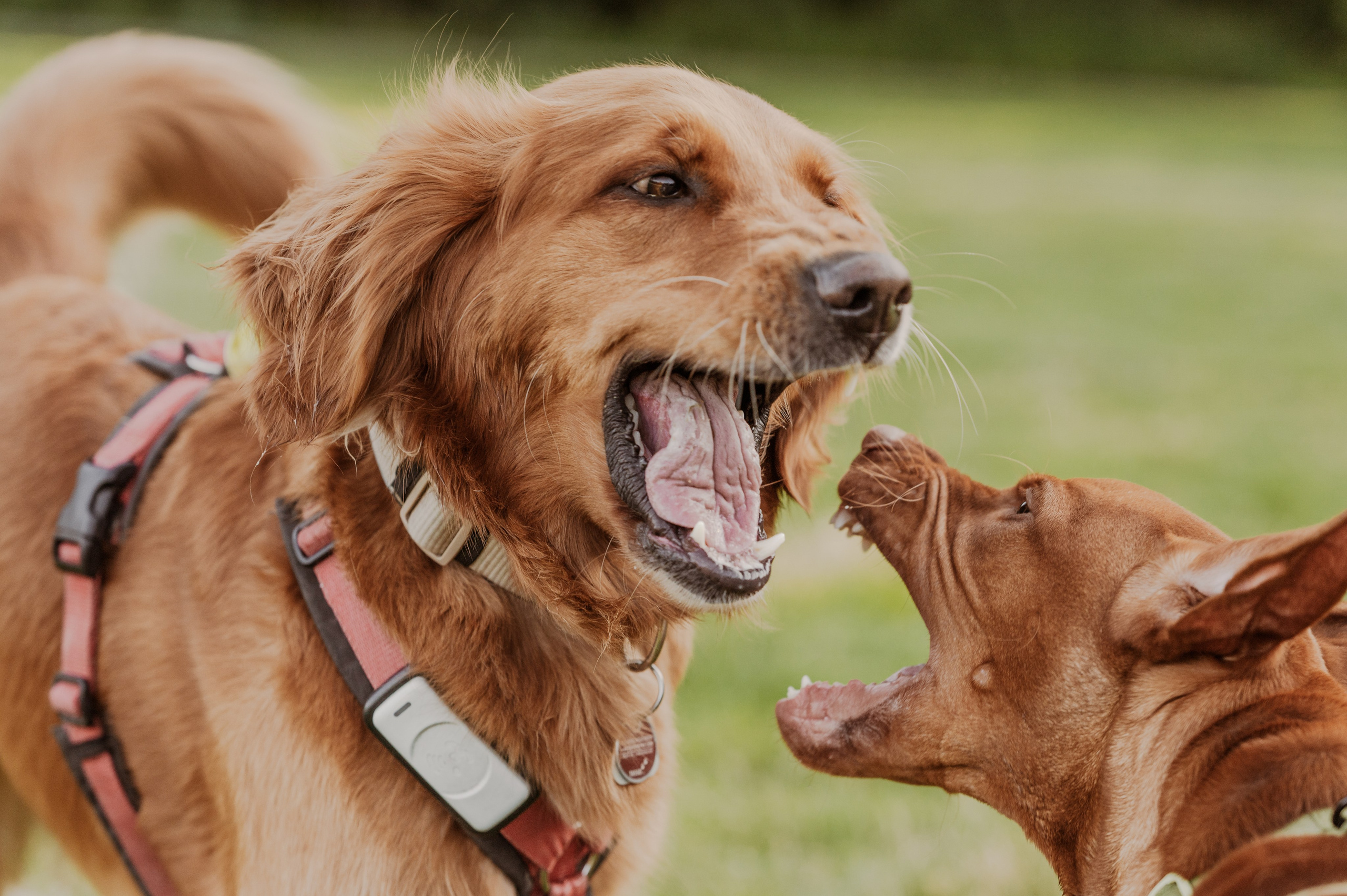 Vizsla Ori und ein rauhaariger Dackel toben miteinander im Sprung auf der Hundewiese im Rosental – voller Energie und Spieltrieb.