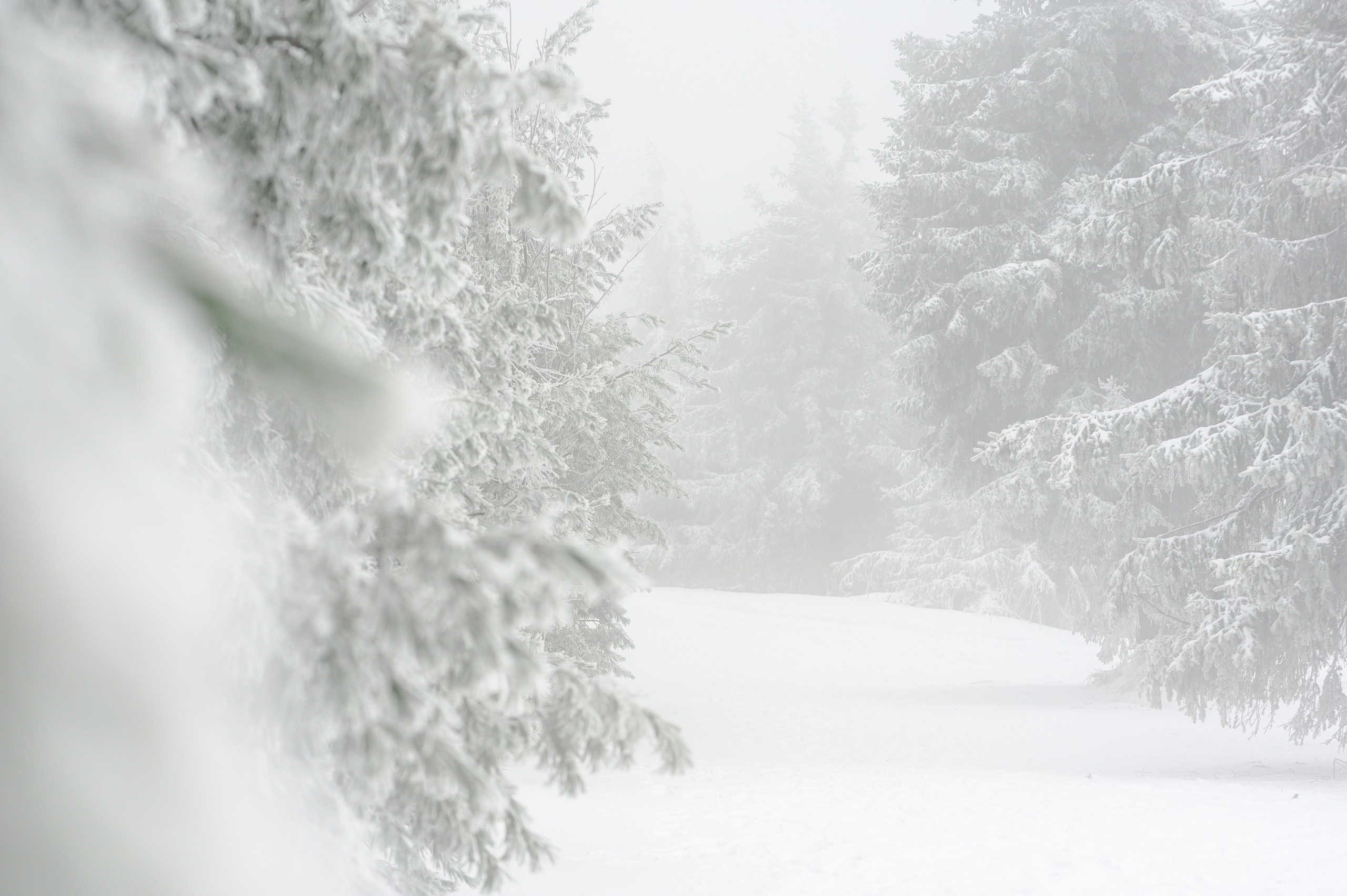 Unvergessliches Winter-Hundeshooting im Erzgebirge. RawPeek