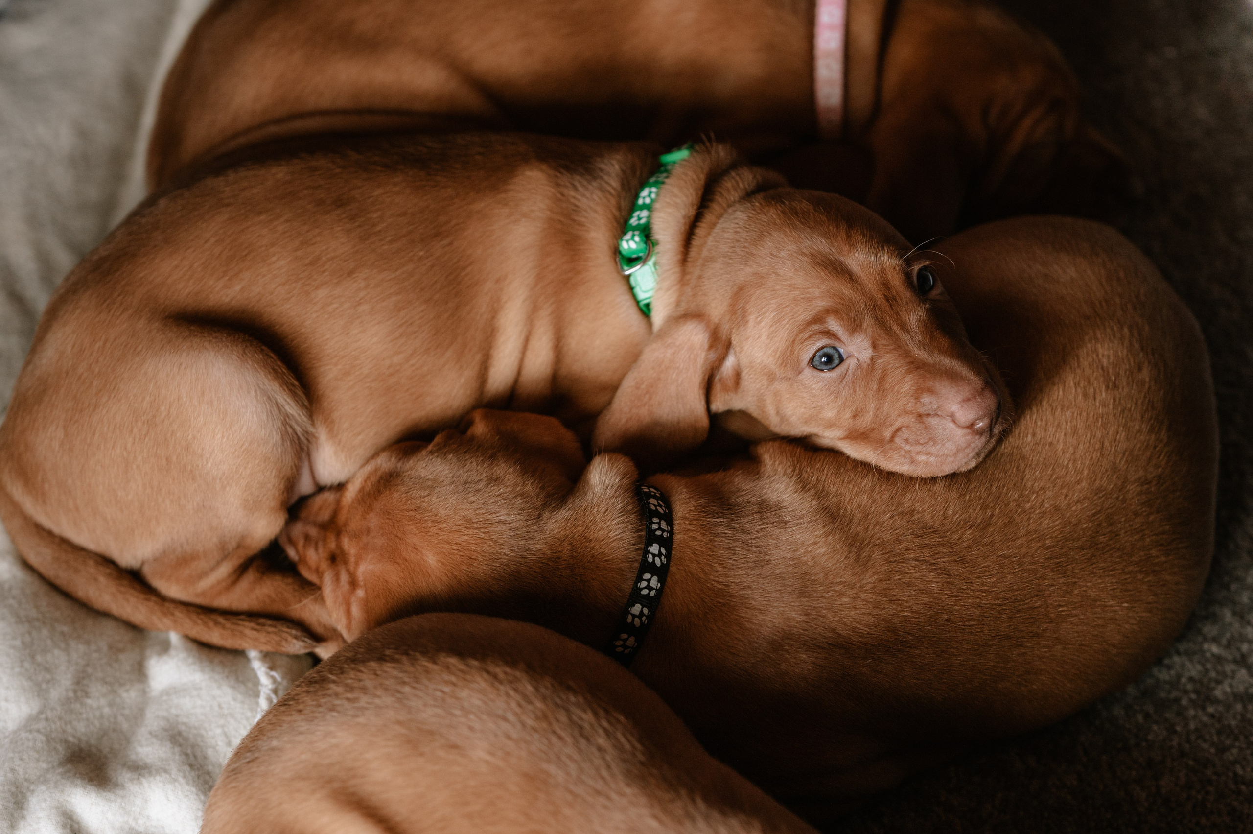 Viszla Welpen Fotoshooting – Unser Weg zum neuen Familienmitglied. RawPeek