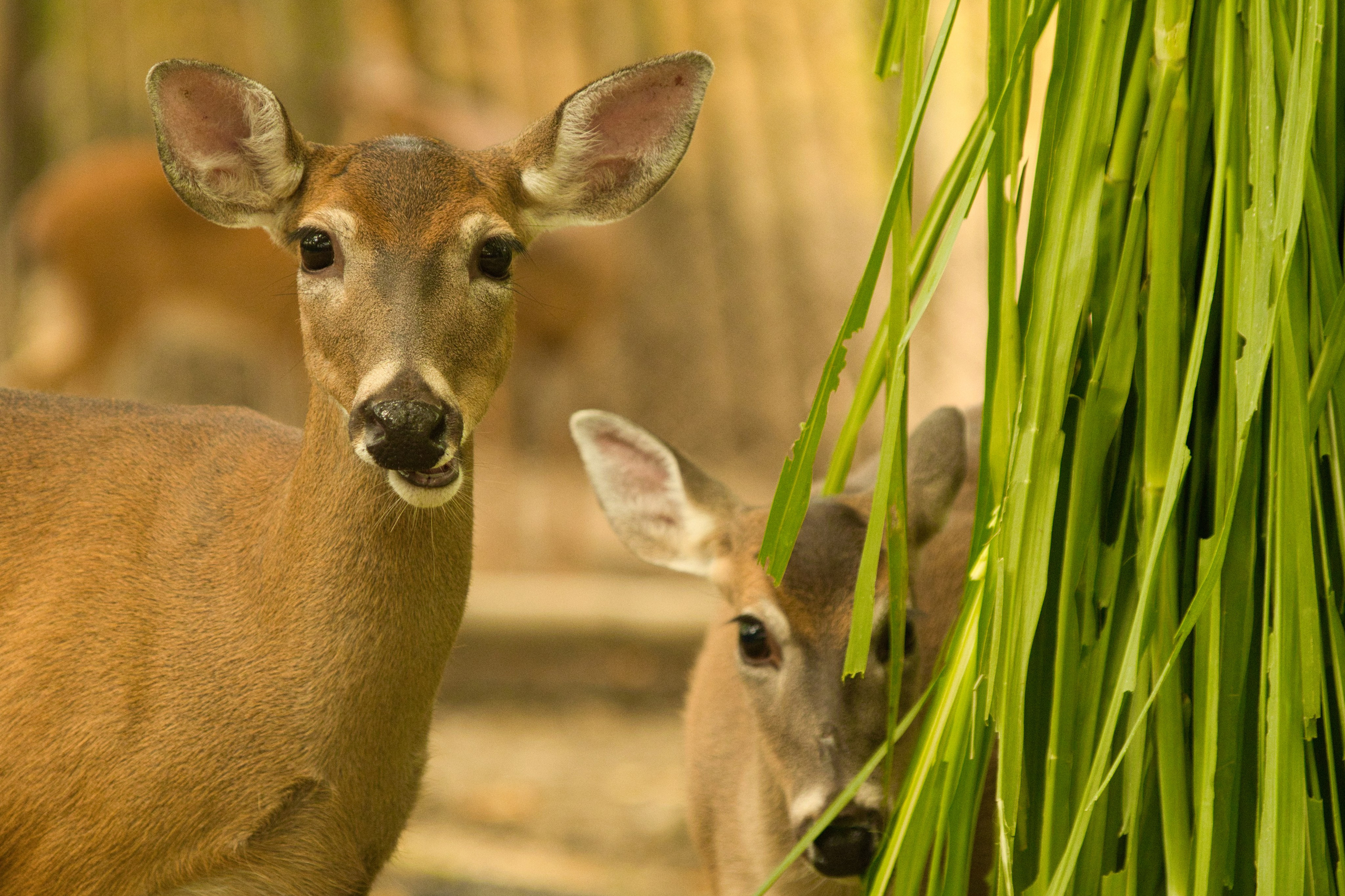 Fotógrafo de bodas, familiar, niños y modelos en Madrid, Julio César Bustamante