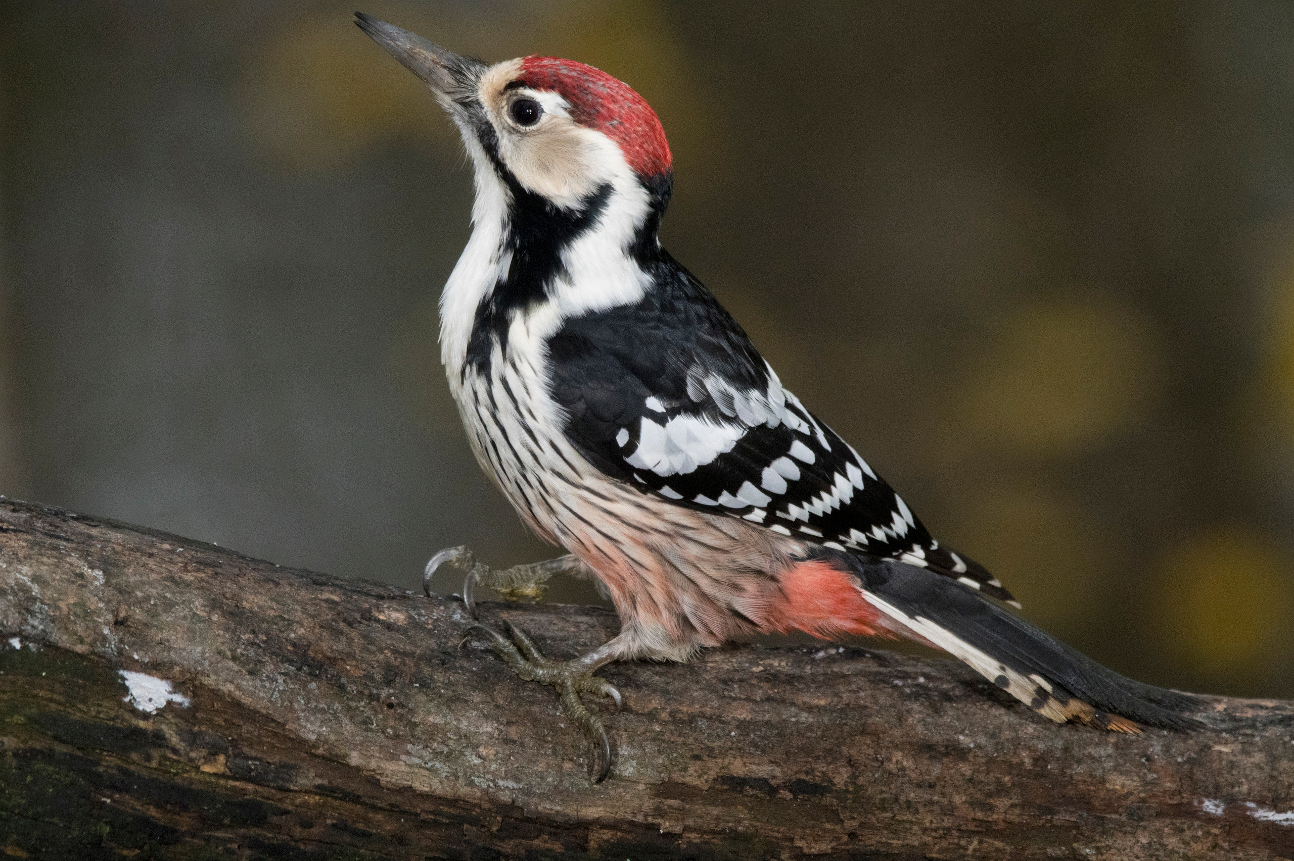 White-backed woodpecker, Andrejs Jesko