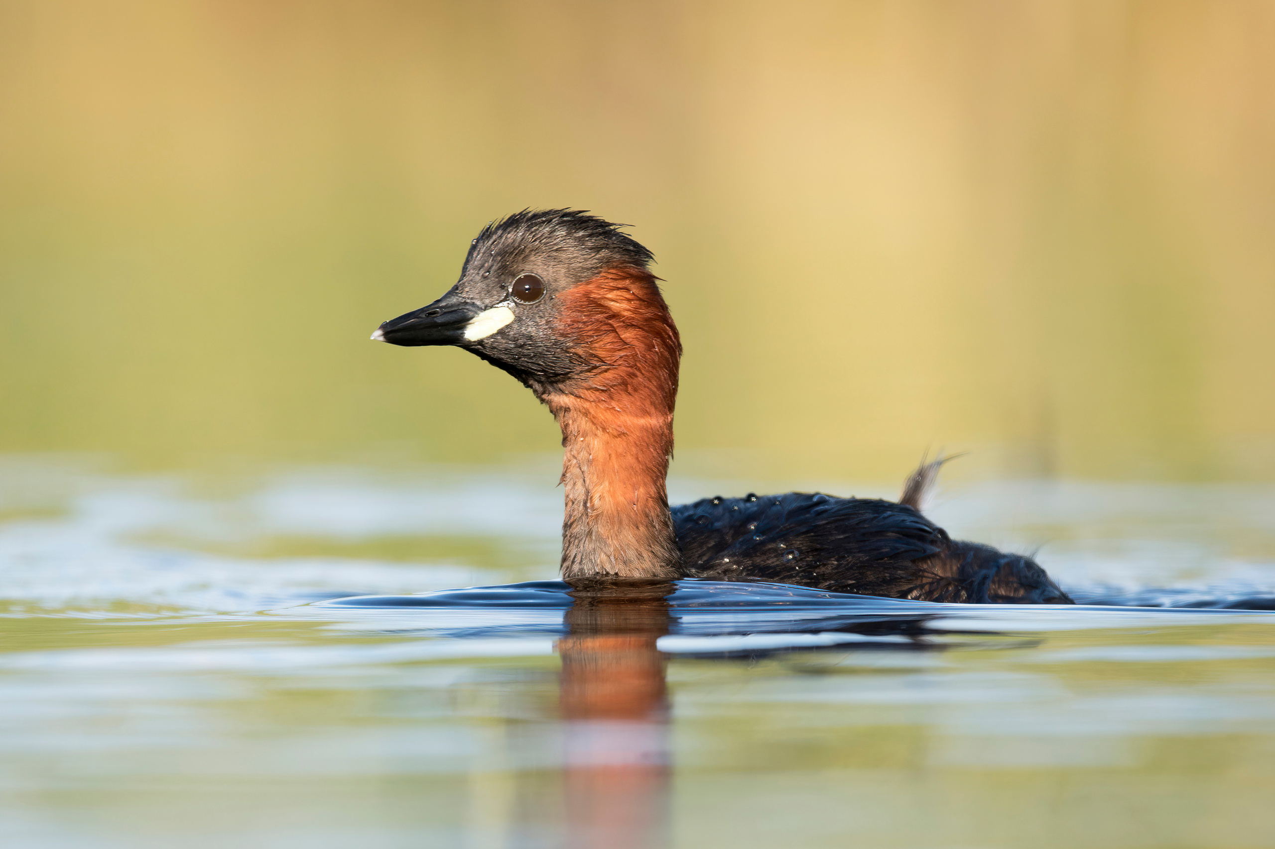 Small grebe, Andrejs Jesko