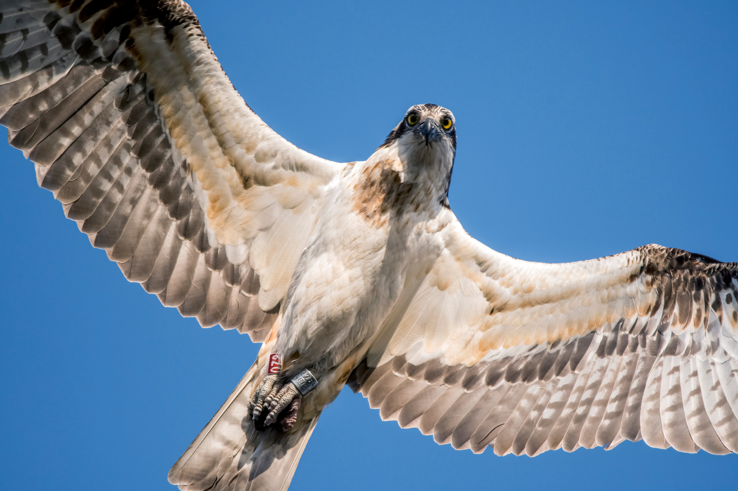 Osprey, Andrejs Jesko