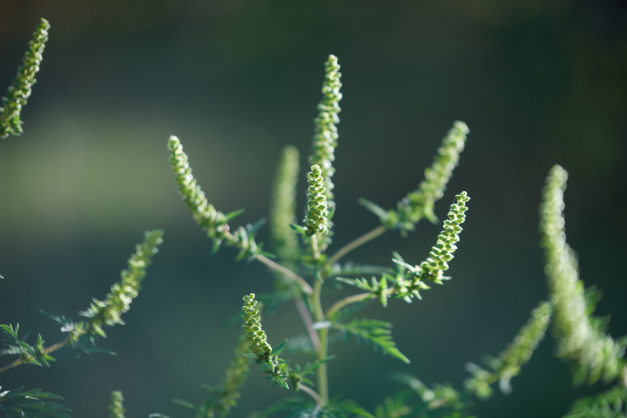 Осенние Фантазии в Красках. Профессиональный Фотограф Халемонец Андрей в Кривой Рог Днепр Украина
