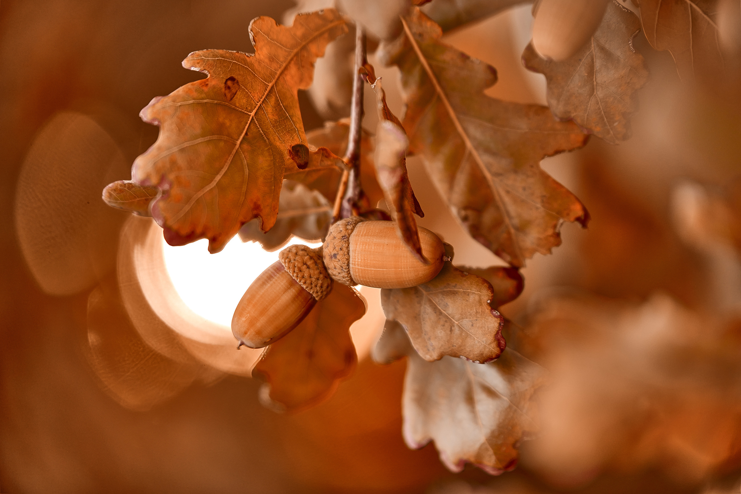 жолуди на ветке в теплых коричневыз тонах.