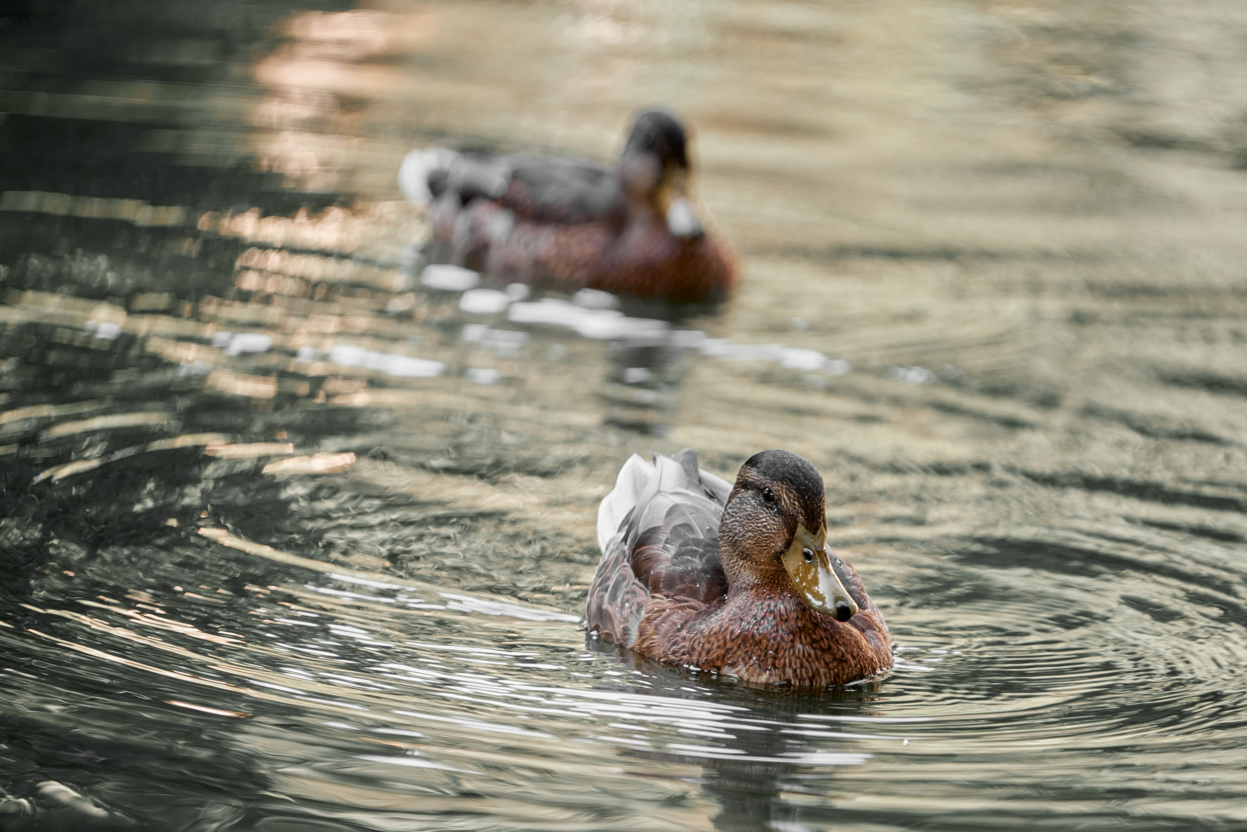 Две красивые утки плавают в озере, портрет.