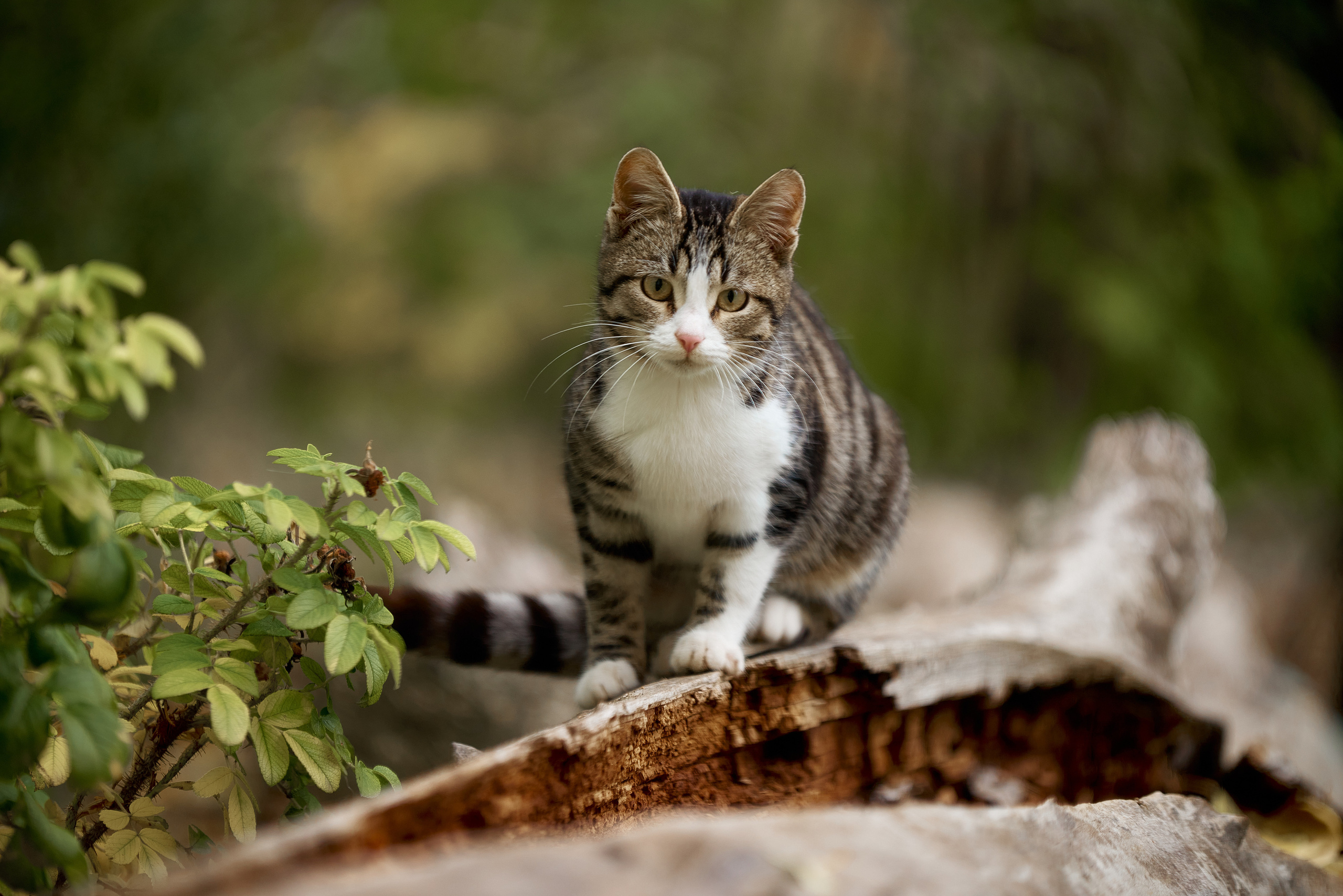 TOP 3% Contest «Cats» 35 Awards. Профессиональный Фотограф Халемонец Андрей в Кривой Рог Днепр Украина