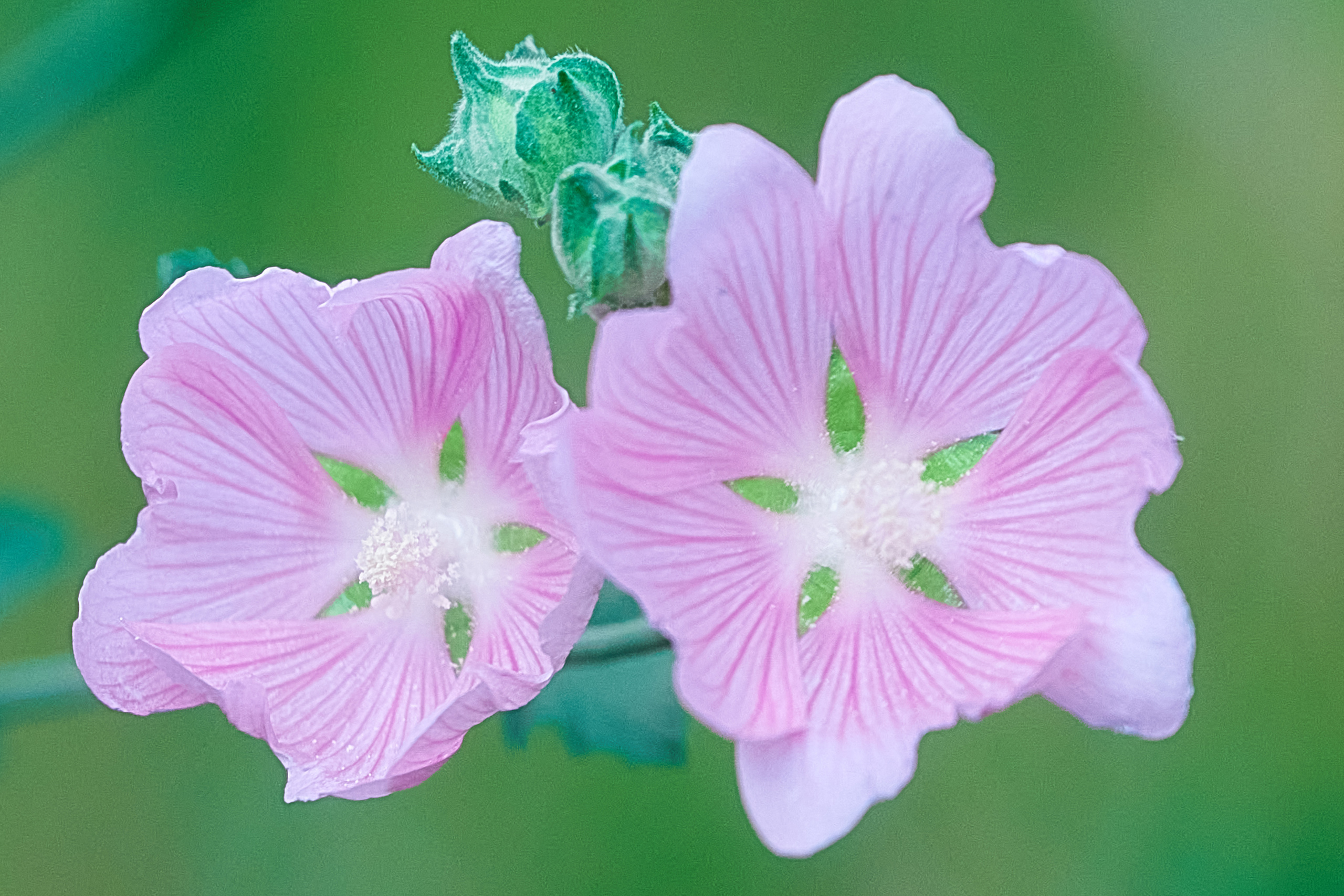 пара розовых полевых цветов.