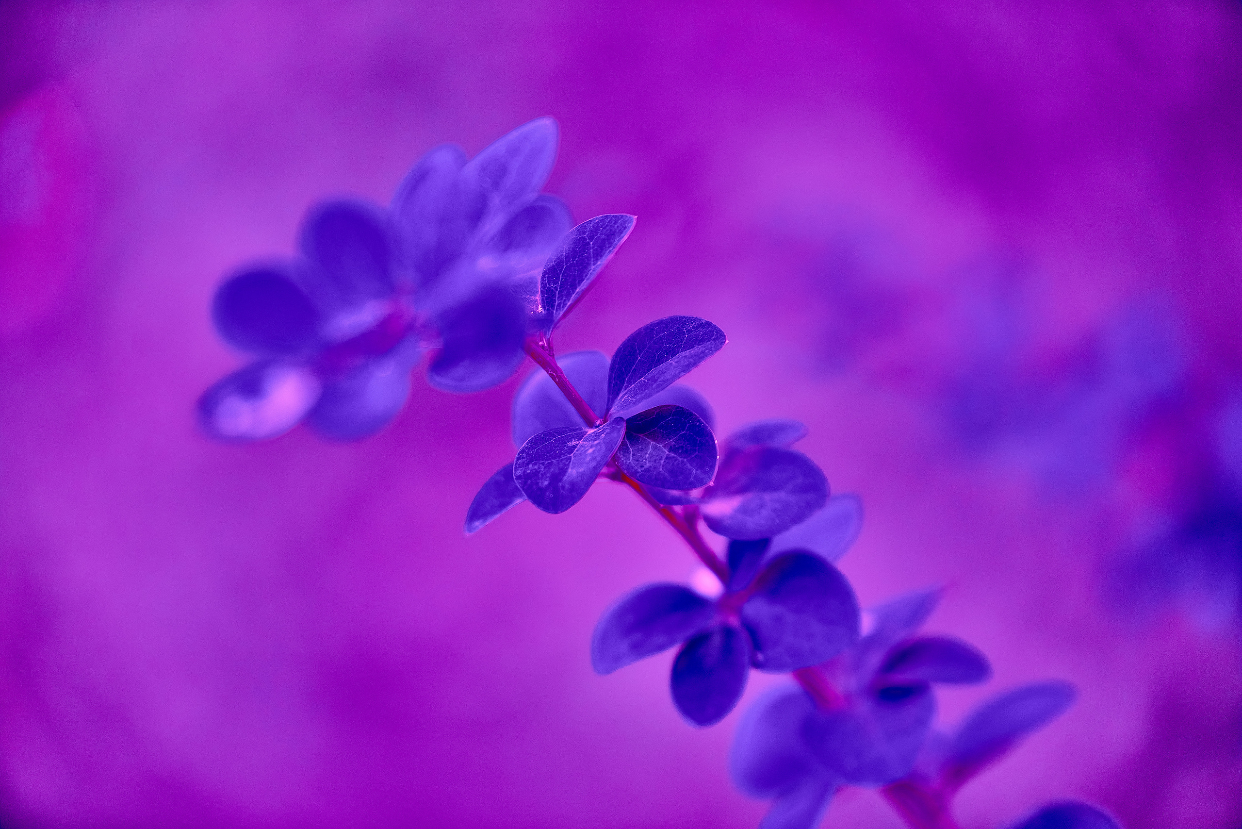 Осенние Фантазии в Красках. Профессиональный Фотограф Халемонец Андрей в Кривой Рог Днепр Украина