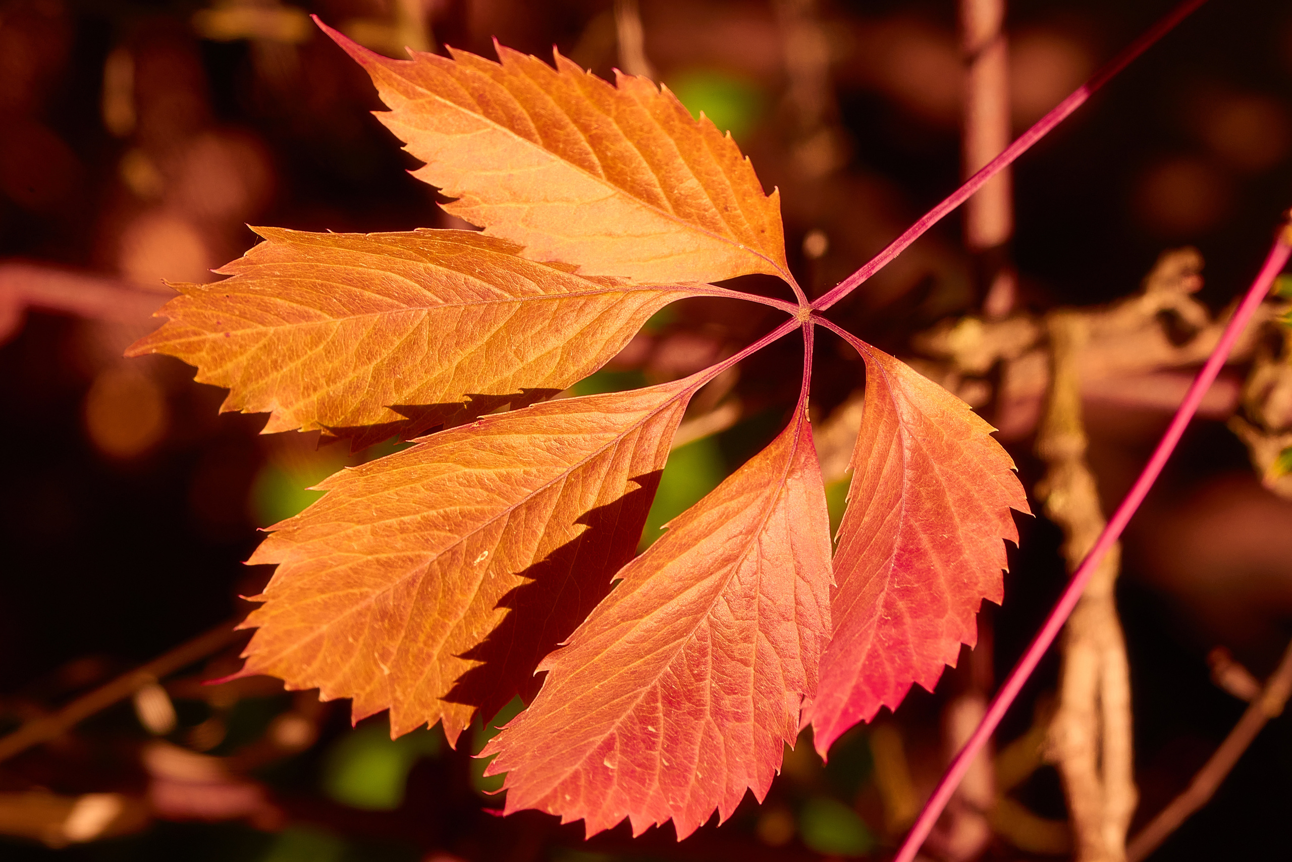 Осенние Фантазии в Красках. Профессиональный Фотограф Халемонец Андрей в Кривой Рог Днепр Украина