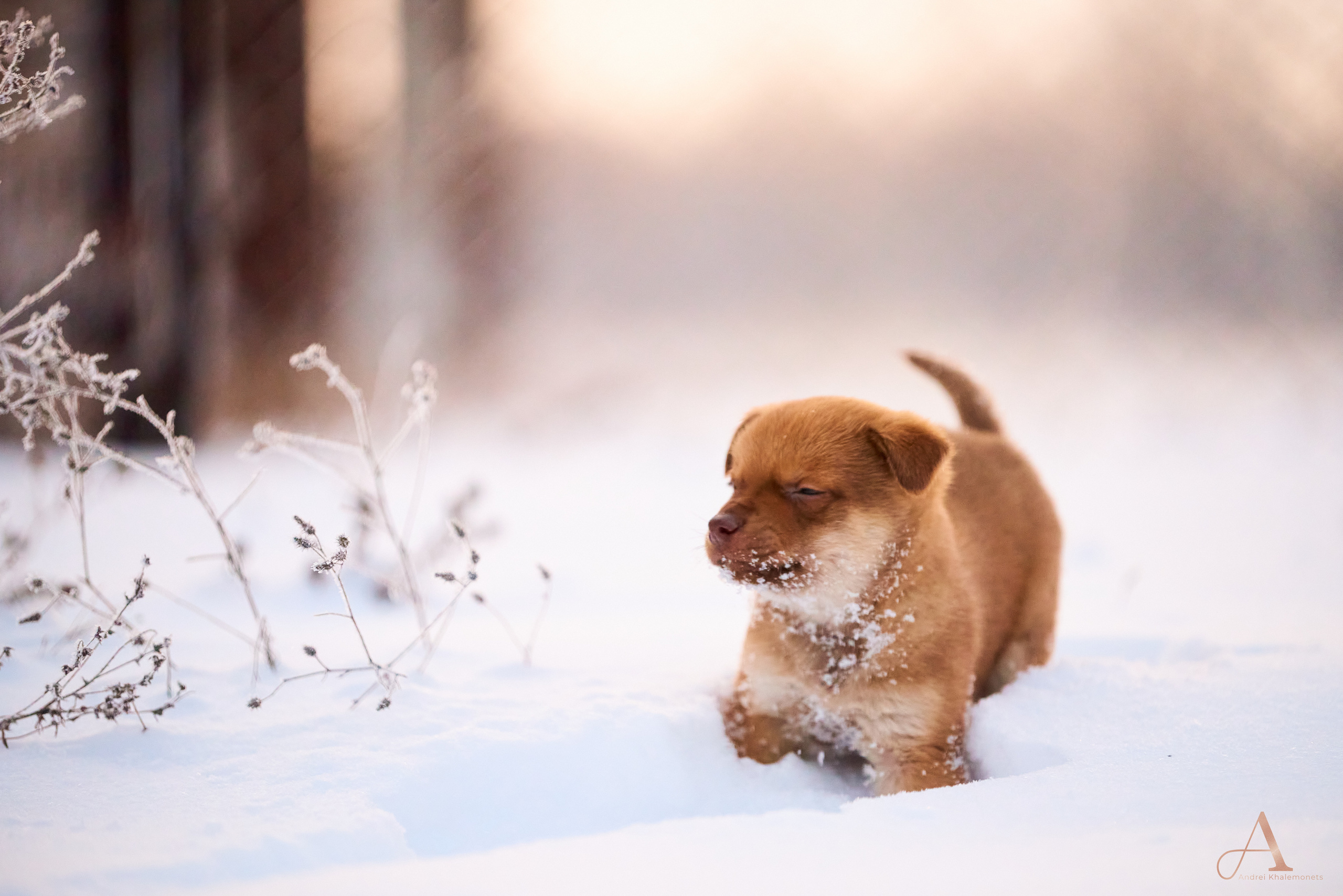 Рыжий женок зимой бежит по снегу.