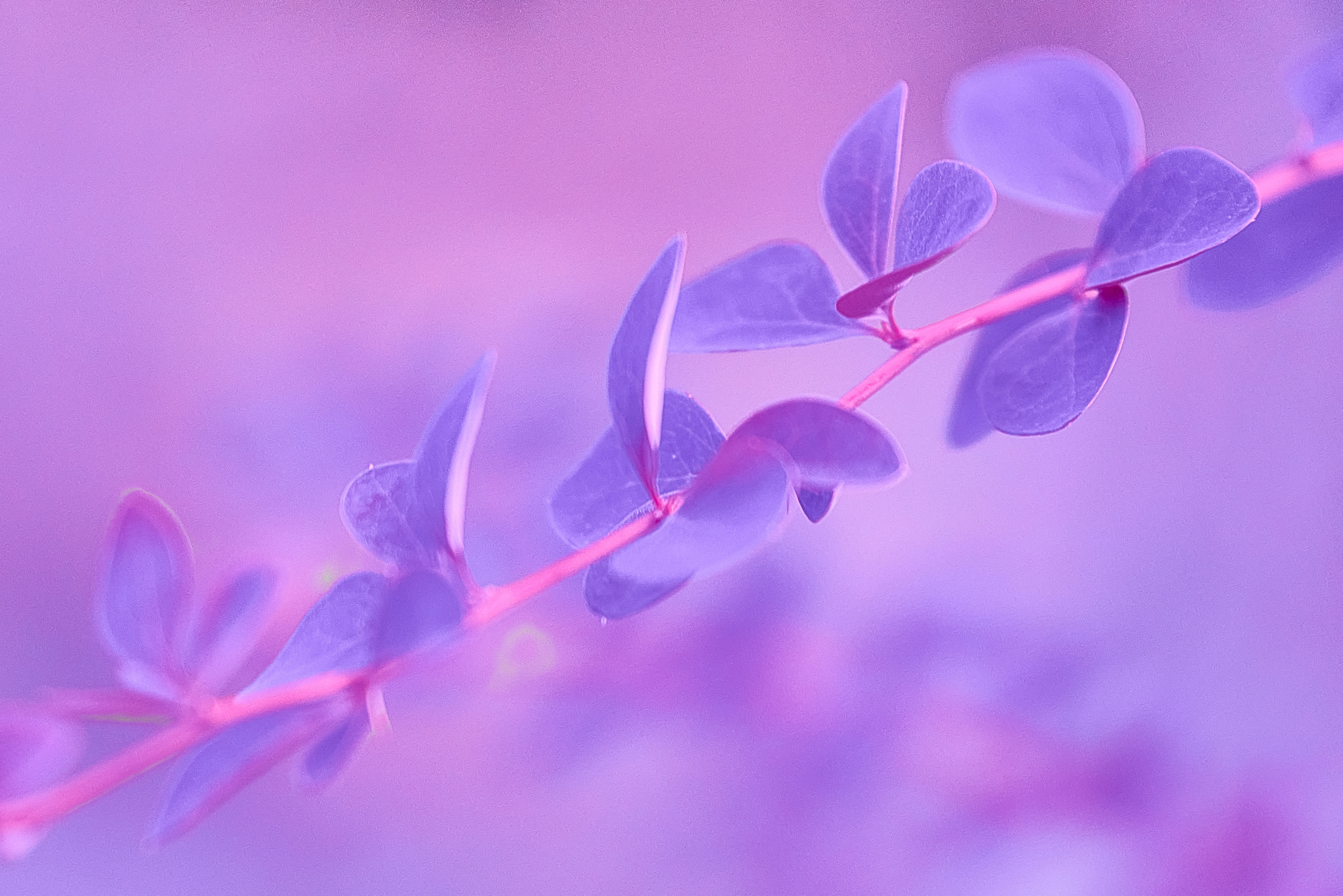 Осенние Фантазии в Красках. Профессиональный Фотограф Халемонец Андрей в Кривой Рог Днепр Украина