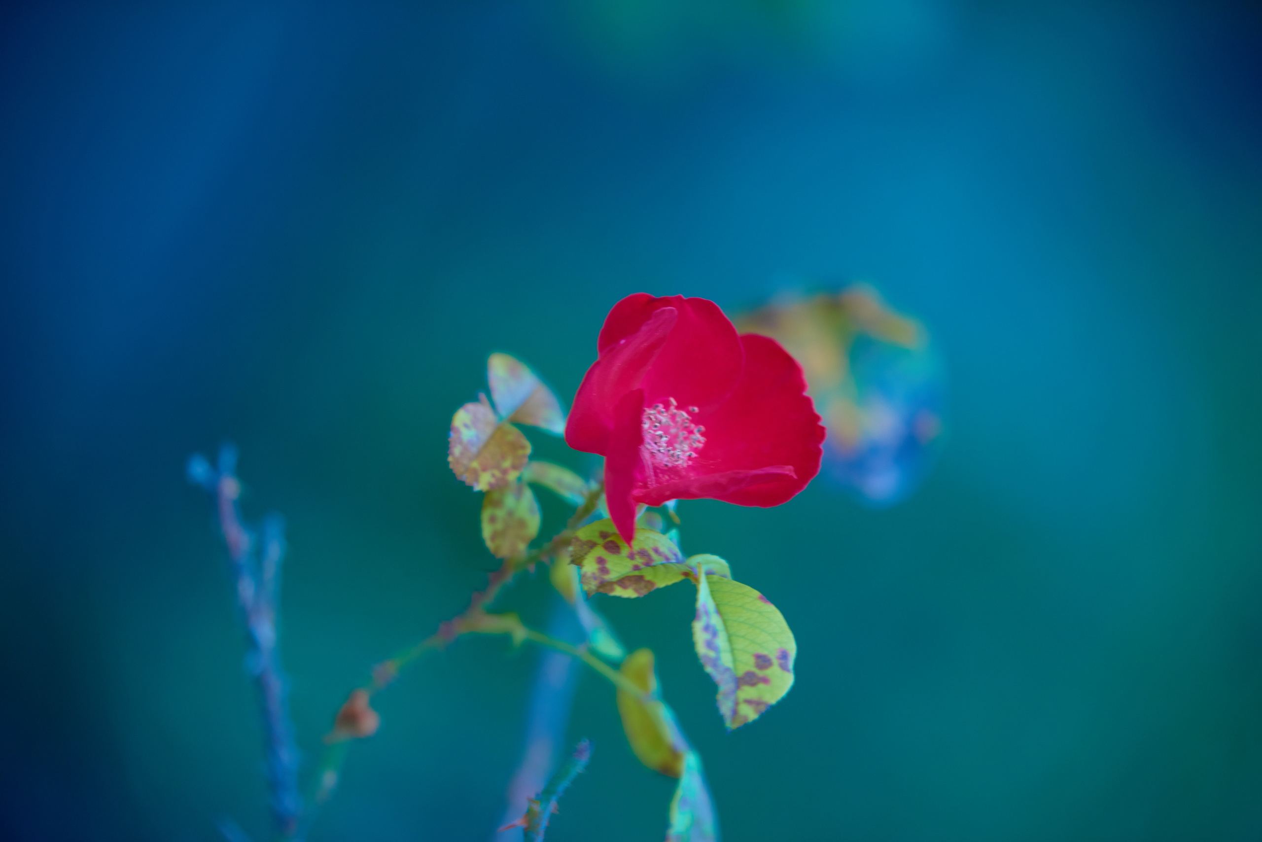 красный полевой цветок.