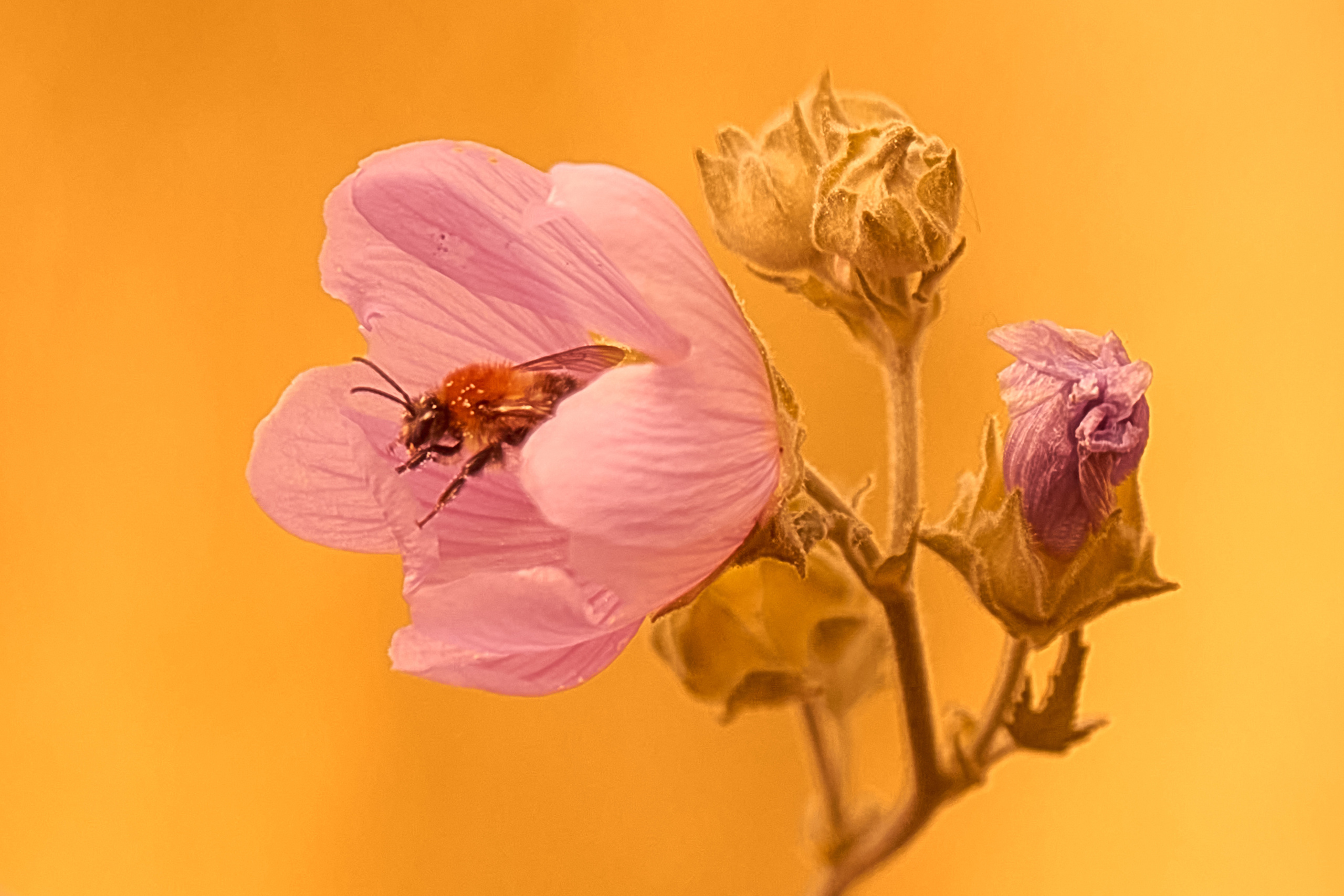 Осенние Фантазии в Красках. Профессиональный Фотограф Халемонец Андрей в Кривой Рог Днепр Украина