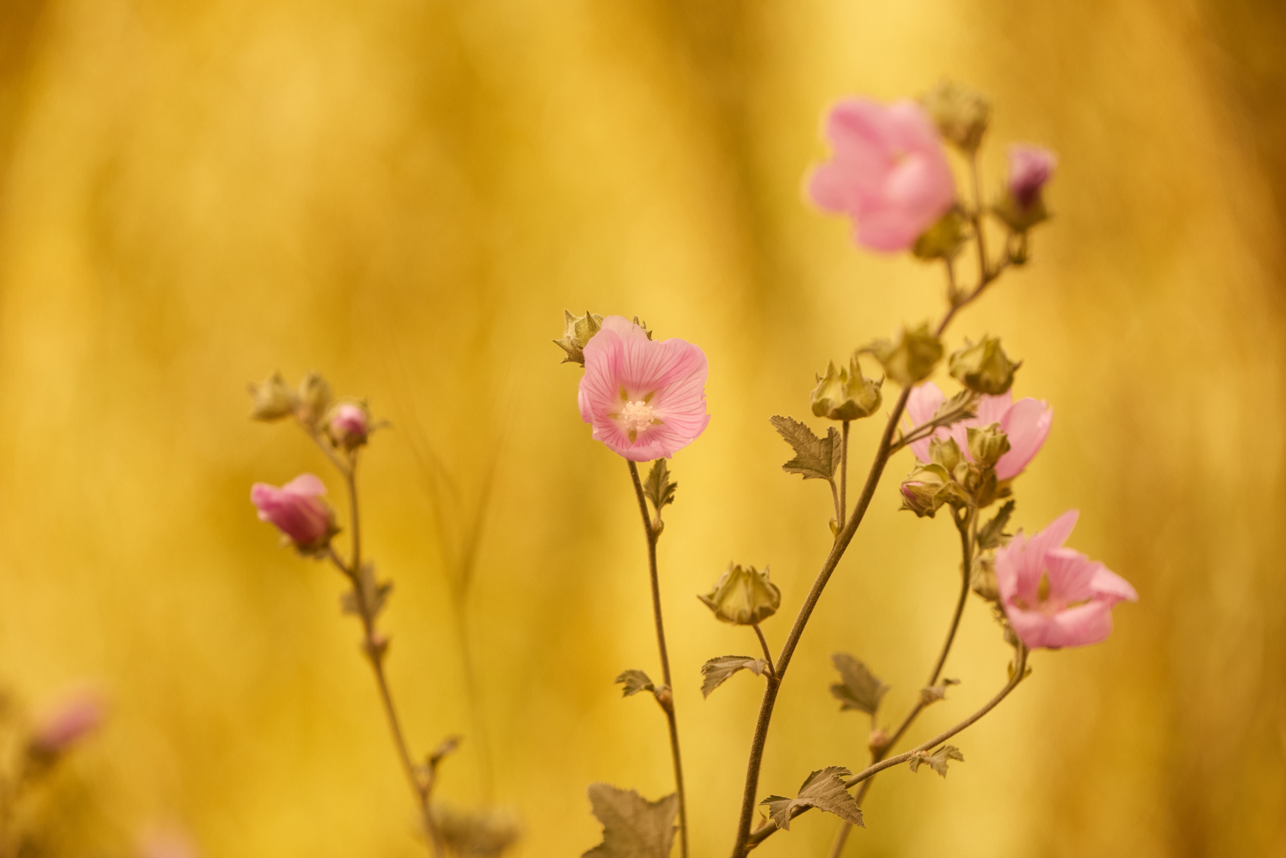 розовые полевые цветы на закате.