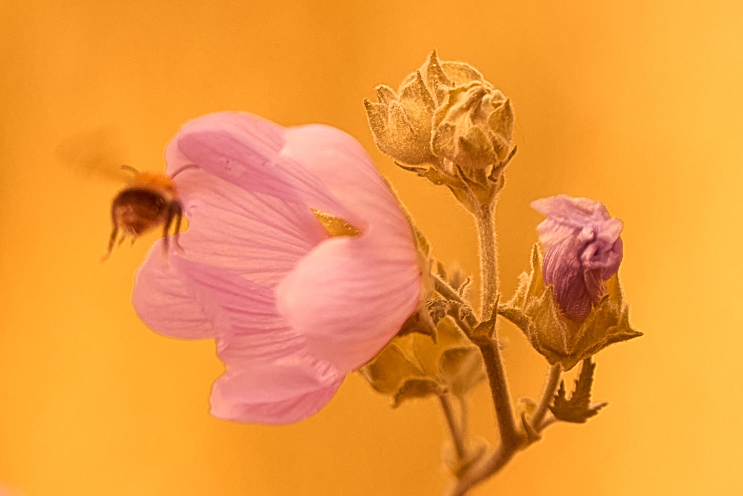 Осенние Фантазии в Красках. Профессиональный Фотограф Халемонец Андрей в Кривой Рог Днепр Украина