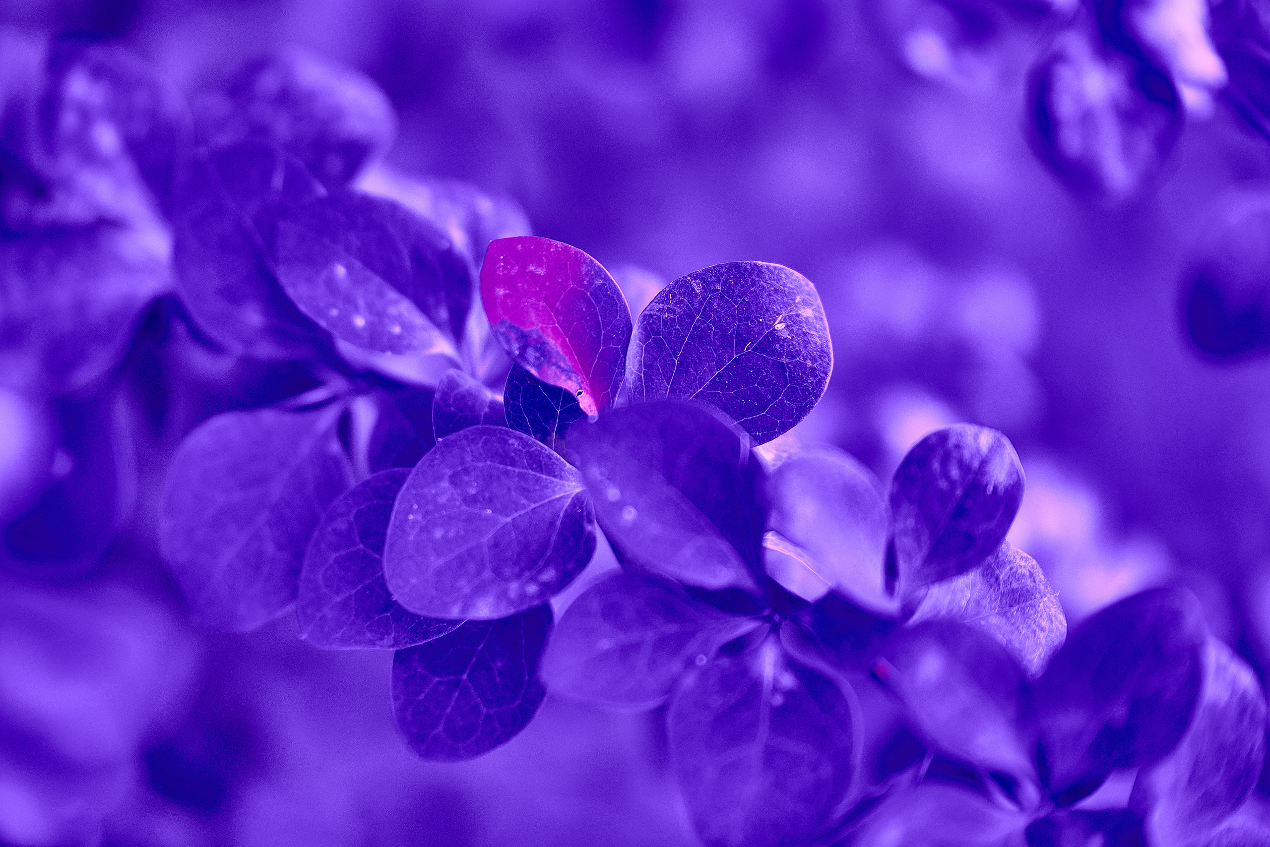 Осенние Фантазии в Красках. Профессиональный Фотограф Халемонец Андрей в Кривой Рог Днепр Украина