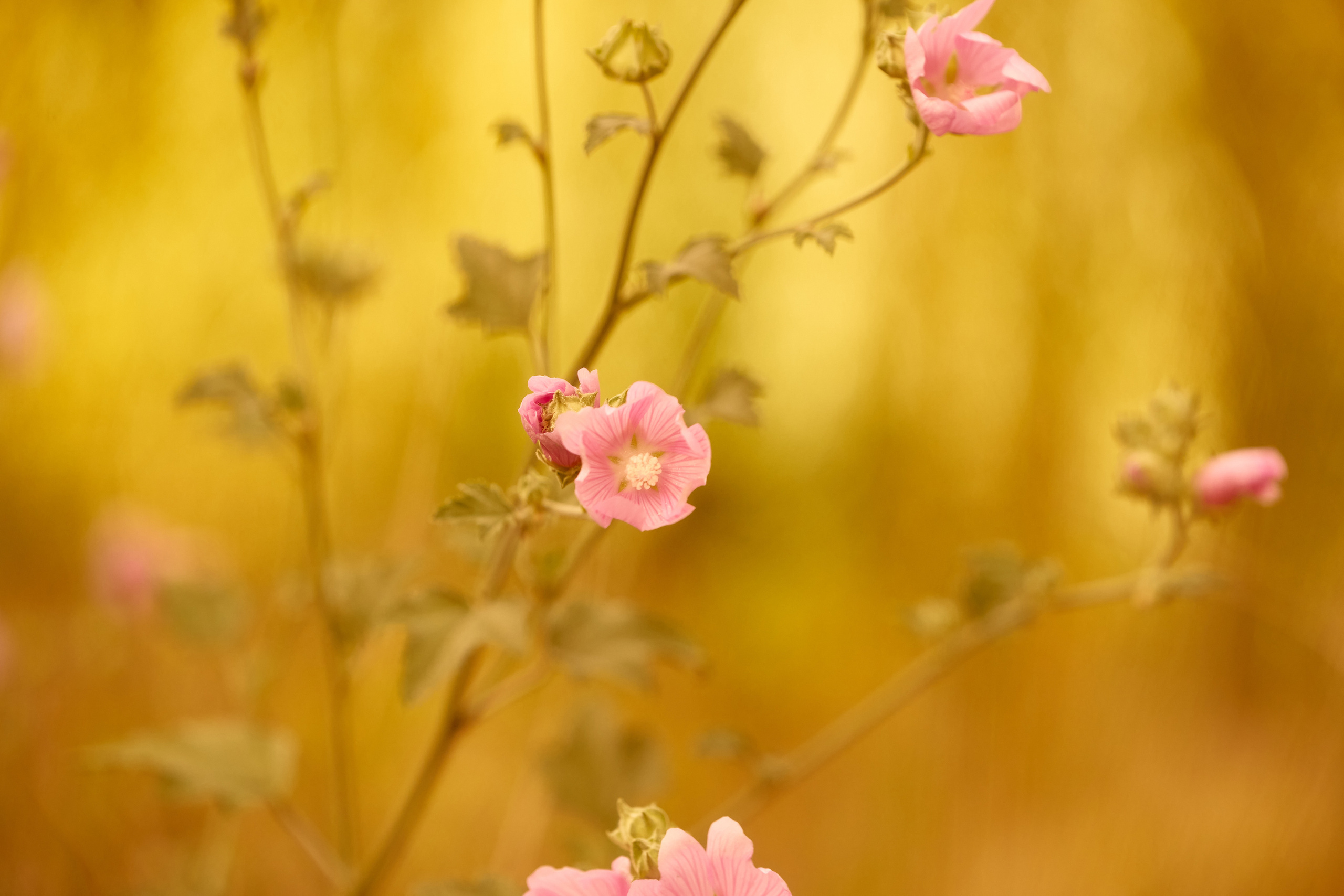 Осенние Фантазии в Красках. Профессиональный Фотограф Халемонец Андрей в Кривой Рог Днепр Украина