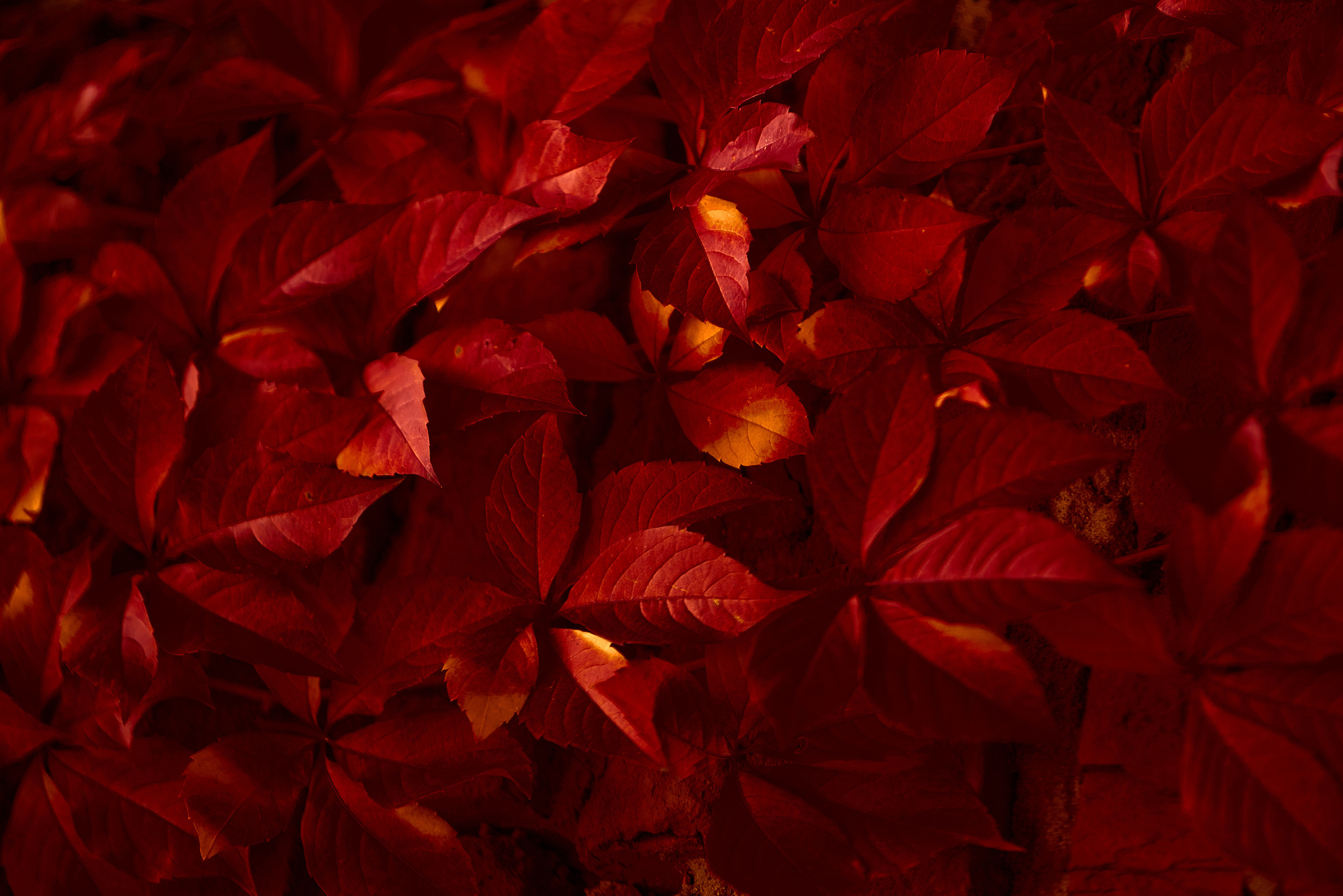 Красные листья - обои на рабочий стол.