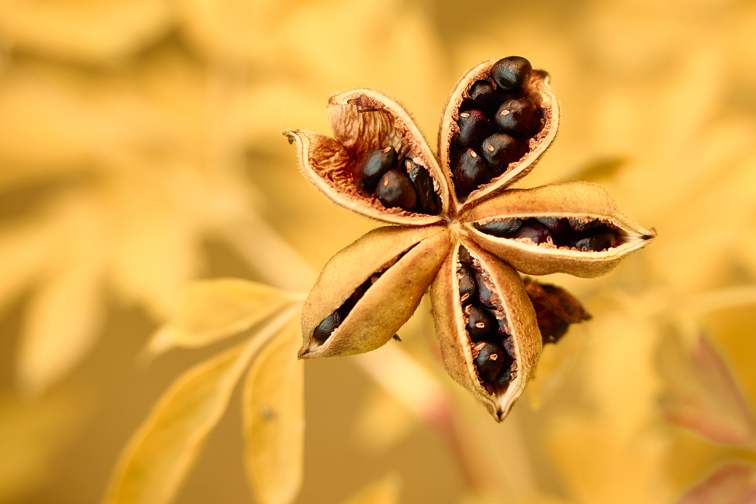 Осенние Фантазии в Красках. Профессиональный Фотограф Халемонец Андрей в Кривой Рог Днепр Украина