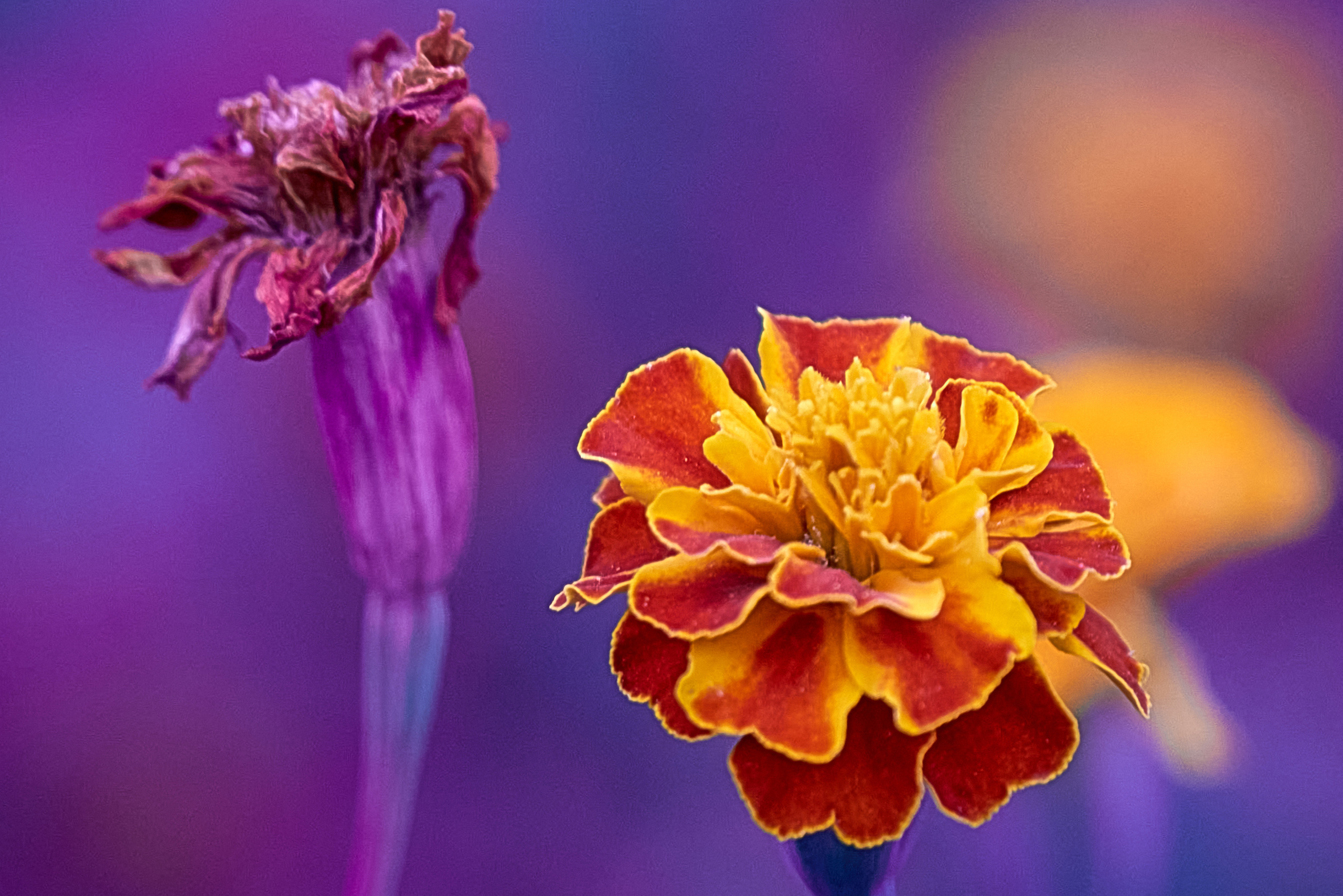 красно желтые цветы на клумбе.