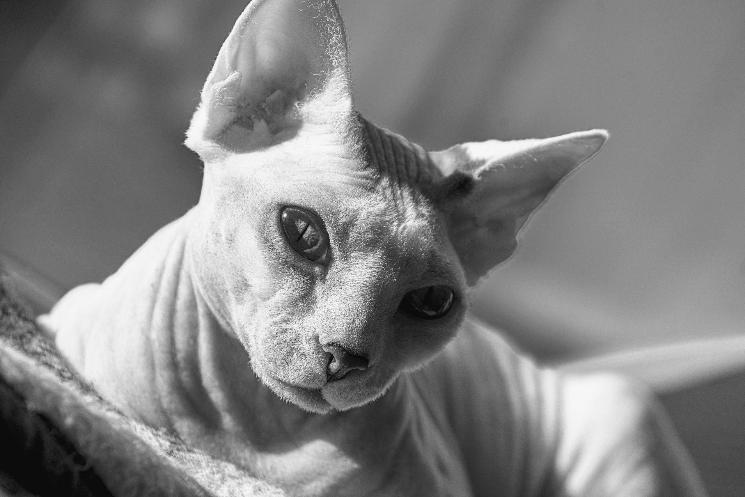 Service. LUKIN IGOR Photography