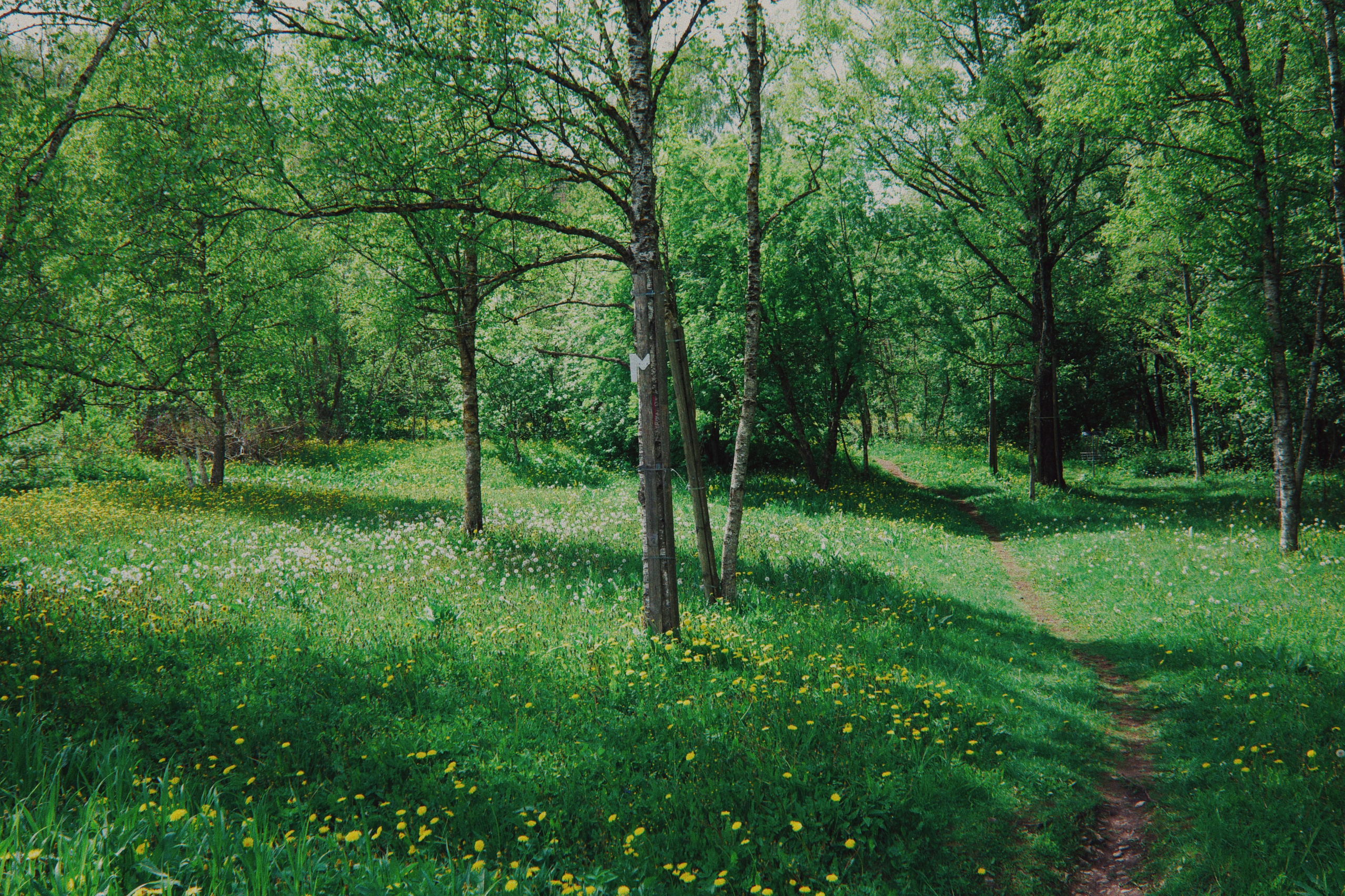 Estonian summer and Ricoh GR IIIx review. Artjom Kutuzov Photography