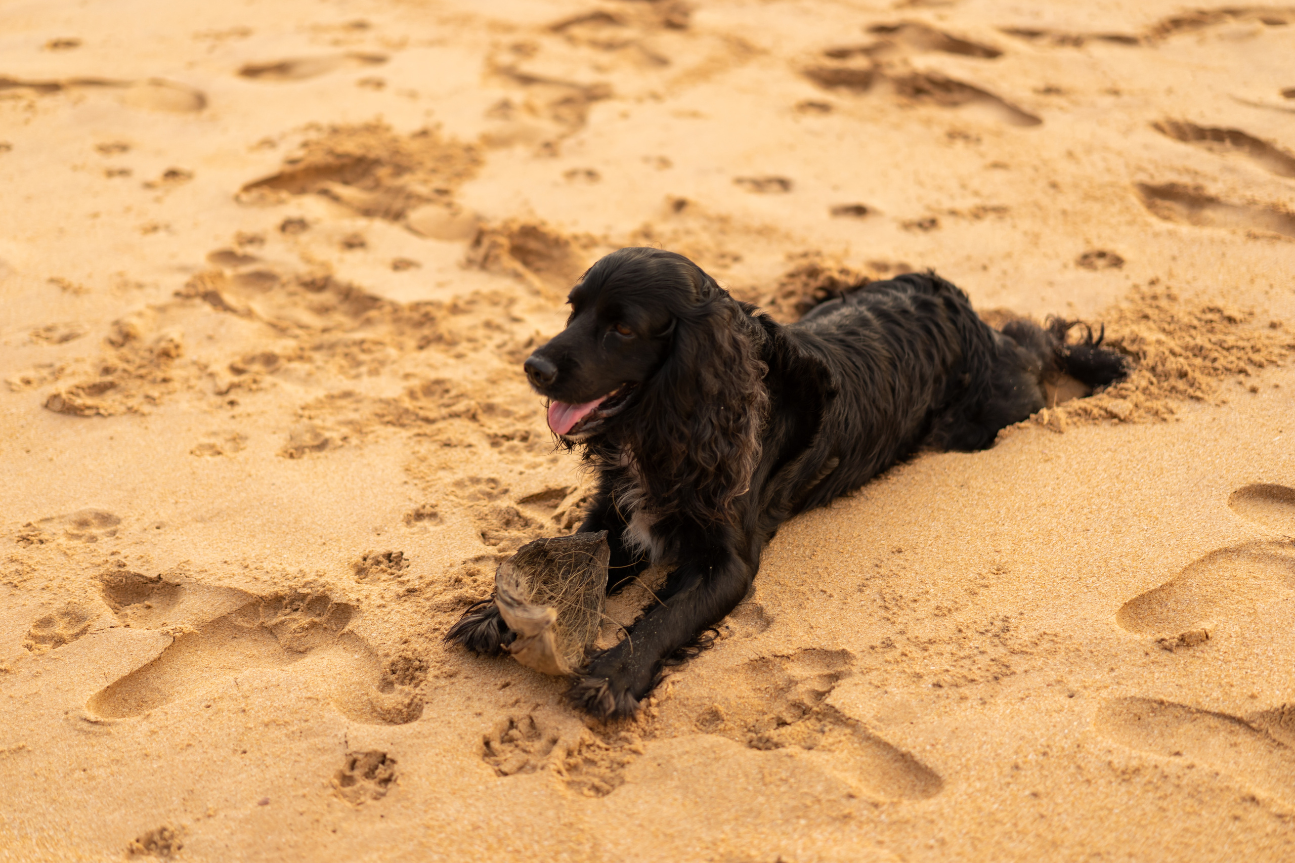 Sri Lanka'ya Seyahat Etmenin Artıları ve Eksileri - Kapsamlı Bir Rehbe
