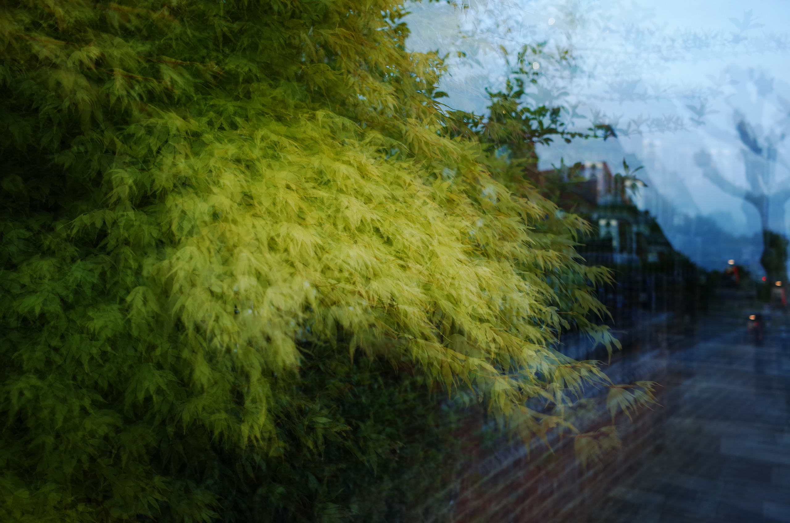 A flaming bush. Victoria Dini. Art photography in London / Folkestone, UK