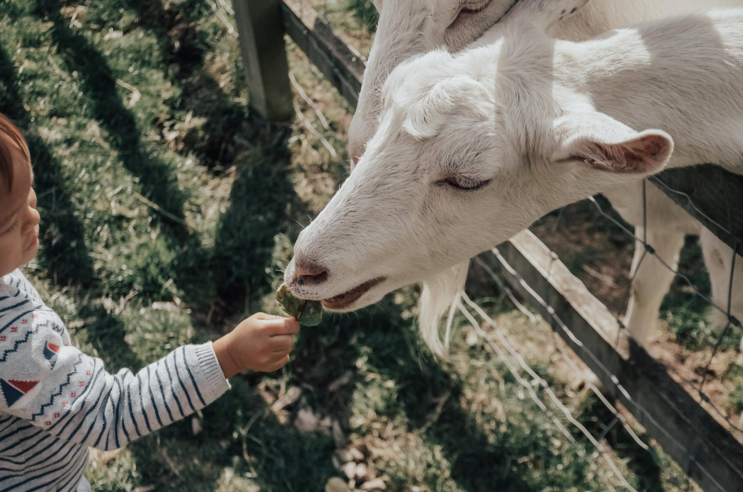 Child feeding a goat at Umberslade Farm Park near Solihull, natural family photography moment with farm animals