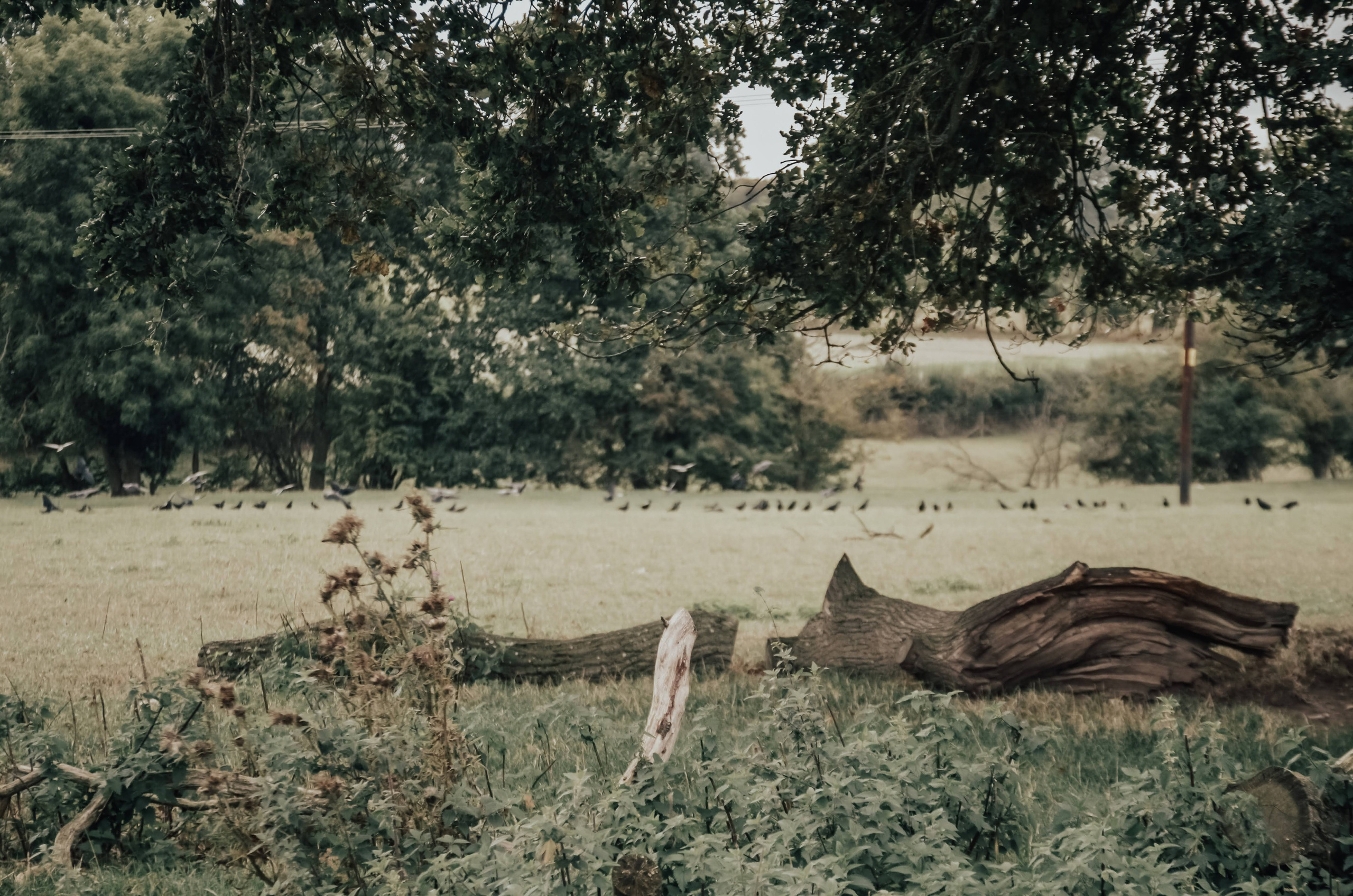 Open countryside field at Umberslade Farm Park Warwickshire, peaceful outdoor family photoshoot location near Solihull