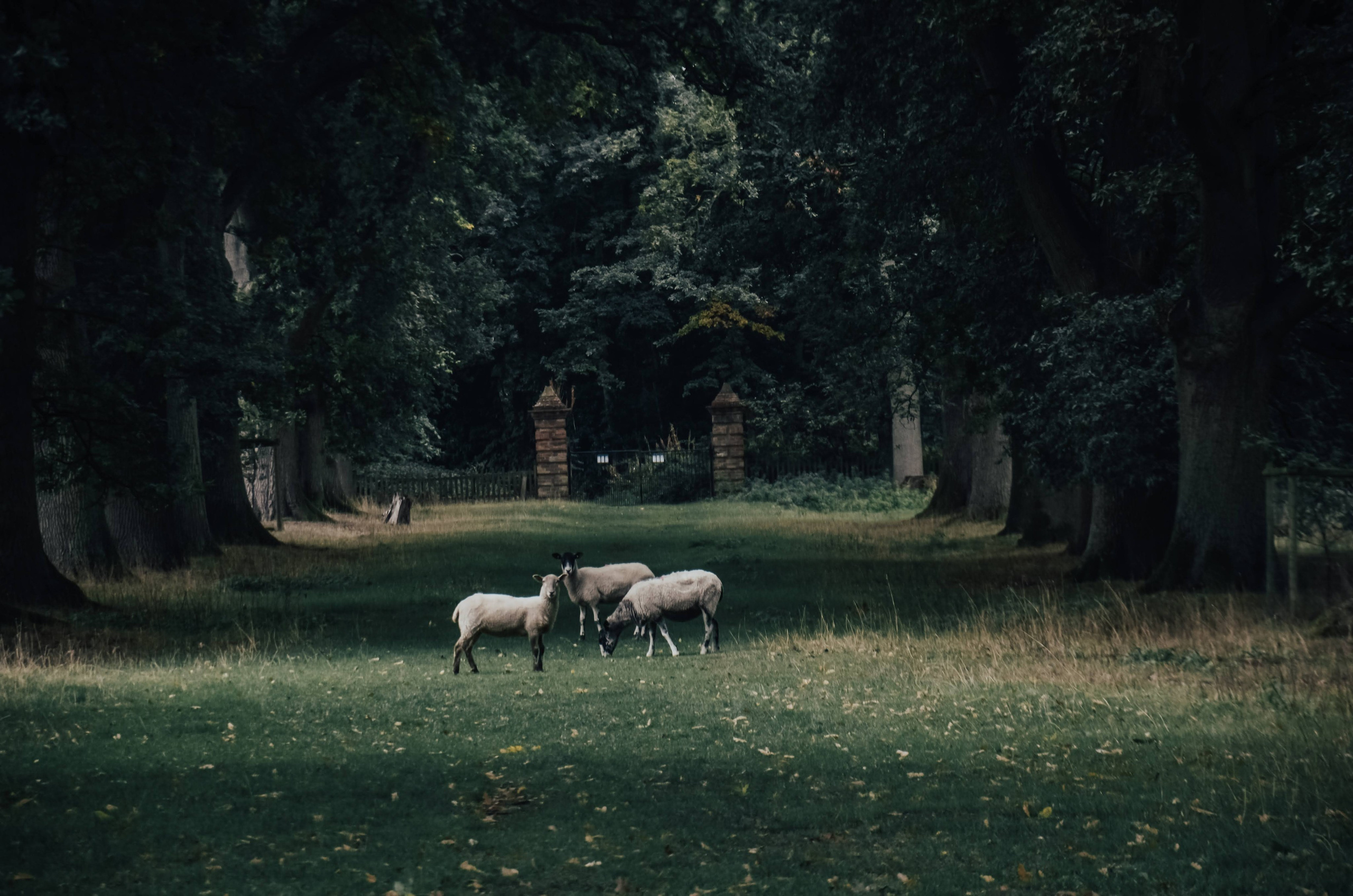 Sheep grazing in the parkland at Packwood House Warwickshire, peaceful countryside scene near Solihull